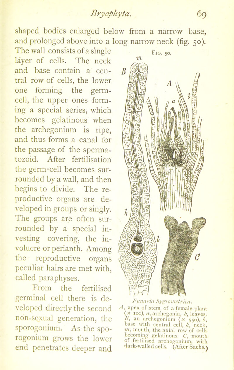 shaped bodies enlarged below from a narrow base, and prolonged above into a long narrow neck (fig. 50). The wall consists of a single layer of cells. The neck and base contain a cen- tral row of cells, the lower one forming the germ- cell, the upper ones form- ing a special series, which becomes gelatinous when the archegonium is ripe, and thus forms a canal for the passage of the sperma- tozoid. After fertilisation the germ-cell becomes sur- rounded by a wall, and then begins to divide. The re- productive organs are de- veloped in groups or singly. The groups are often sur- rounded by a special in- vesting covering, the in- volucre or perianth. Among the reproductive organs peculiar hairs are met with, called paraphyses. From the fertilised germinal cell there is de- veloped directly the second non-sexual generation, the sporogonium. As the spo- rogonium grows the lower end penetrates deeper and Fig. 50. rn 1' ‘inui ria hygjv metrica. ■1, apex of stem of a female plant (x ioo), a, archegonia, b, leaves. B, an archegonium (x 550), b, base with central cell, //, neck, m, mouth, the axial row of cells becoming gelatinous. C, mouth of fertilised archegonium, with dark-walled cells. (After Sachs.)