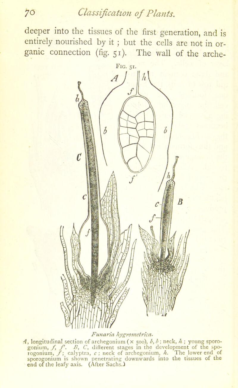 deeper into the tissues of the first generation, and is entirely nourished by it; but the cells are not in or- ganic connection (fig. 51). The wall of the arche- Fig. si. Funaria hygrovictrica. 4, longitudinal section of archegonium (x 500), b, b ; neck, h ; young sporo- gonium, f, B, C, different stages in the development of the spo- rogonium, /; calyptra, c ; neck of archegonium, h. The lower end of sporogonium is shown penetrating downwards into the tissues of the end of the leafy axis. (After Sachs,d