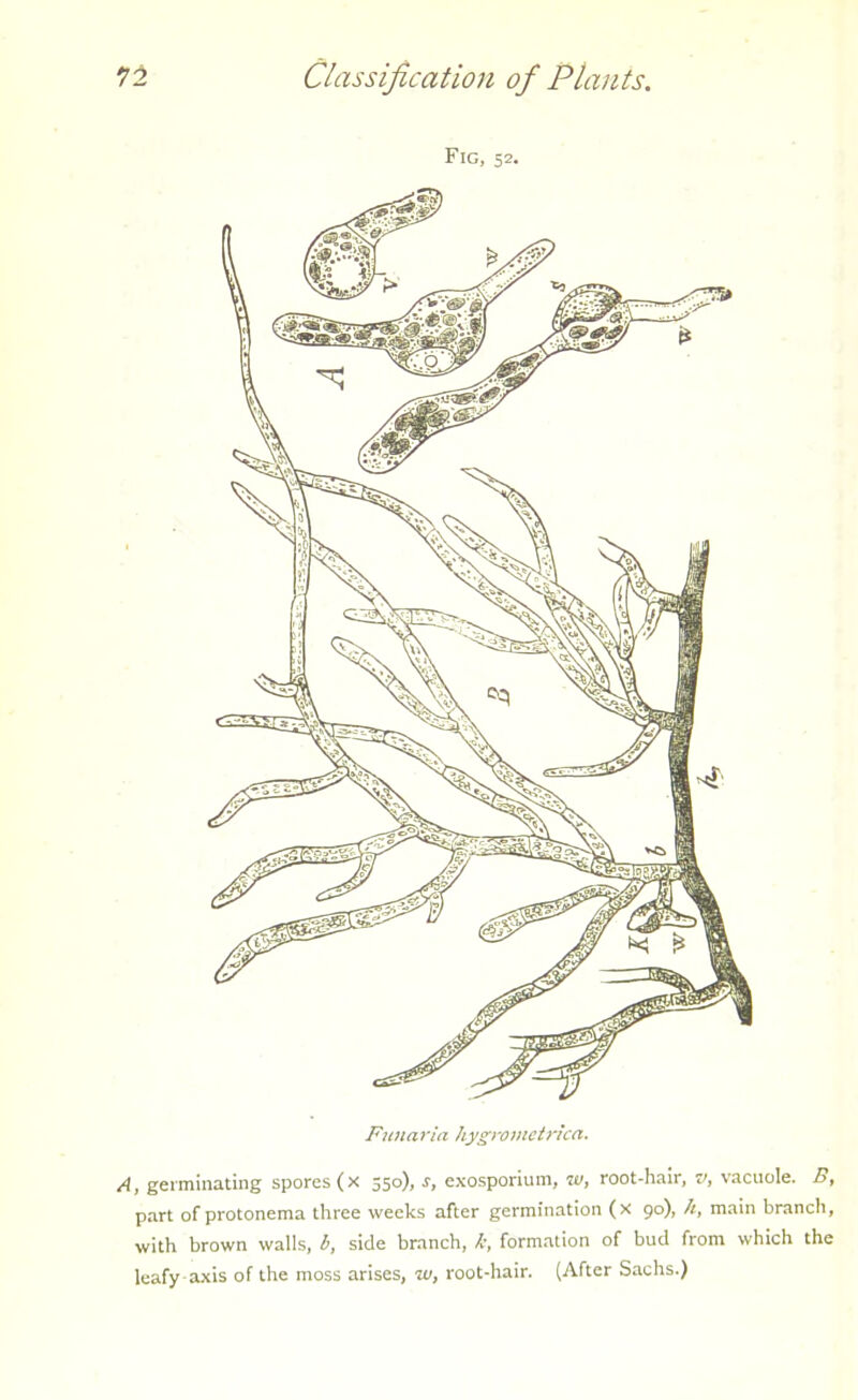 Fig, 52. Funaria. Jiygrometrica. A, germinating spores (x 350), s, exosporium, w, root-hair, v, vacuole. B, part of protonema three weeks after germination (x 90), h, main branch, with brown walls, b, side branch, k, formation of bud from which the leafy axis of the moss arises, w, root-hair. (After Sachs.)