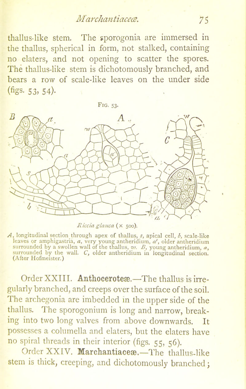 thallus-like stem. The sporogonia are immersed in the thallus, spherical in form, not stalked, containing no elaters, and not opening to scatter the spores. The thallus-like stem is dichotomously branched, and bears a row of scale-like leaves on the under side (figs. S3, 54). Fig. 53. A, longitudinal section through apex of thallus, s, apical cell, !>, scale-like leaves or amphigastria, a, very young antheridium, a', older antheridium surrounded by a swollen wall of the thallus, -w. B, young antheridium, a, surrounded by the wall. C, older antheridium in longitudinal section. (After Hofmeister.) Order XXIII. Anthocerotese.—-The thallus is irre- gularly branched, and creeps over the surface of the soil. The archegonia are imbedded in the upper side of the thallus. The sporogonium is long and narrow, break- ing into two long valves from above downwards. It possesses a columella and elaters, but the elaters have no spiral threads in their interior (figs. 55, 56). Order XXIV. Marchantiacese.—The thallus-like stem is thick, creeping, and dichotomously branched;