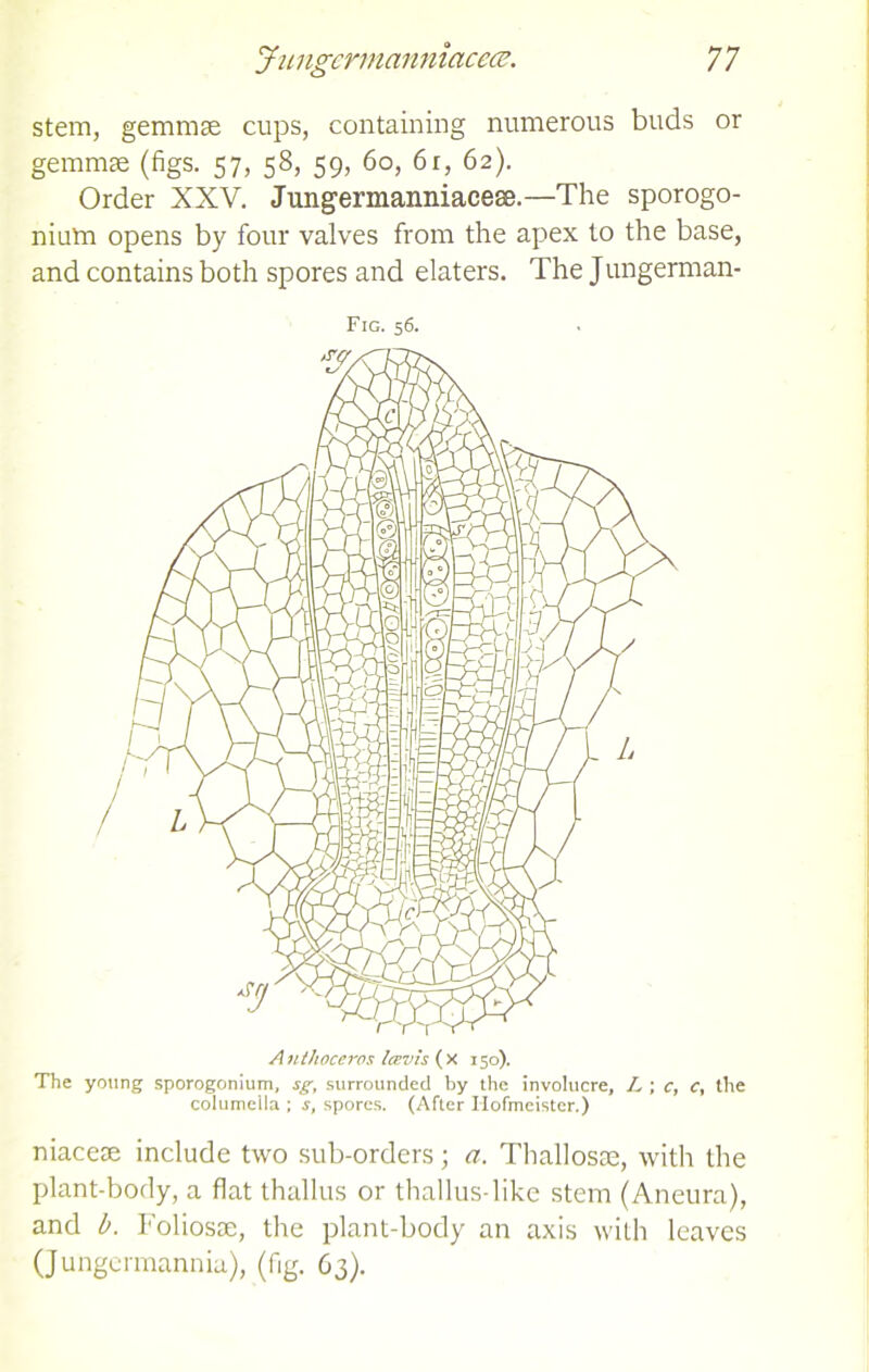 stem, gemmae cups, containing numerous buds or gemmae (figs. 57, 58, 59, 60, 6r, 62). Order XXV. Jungermanniacess.—The sporogo- nium opens by four valves from the apex to the base, and contains both spores and elaters. The Jungerman- Fig. 56. niacese include two sub-orders; a. Thallosae, with the plant-body, a flat thallus or thallus-like stem (Aneura), and b. Foliosae, the plant-body an axis with leaves (Jungermannia), (fig. 63).