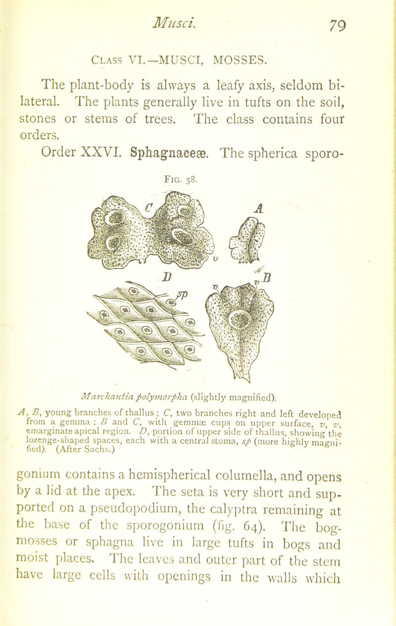 Musci. Class VI.—MUSCI, MOSSES. The plant-body is always a leafy axis, seldom bi- lateral. The plants generally live in tufts on the soil, stones or stems of trees. The class contains four orders. Order XXVI. Sphagnacese. The spherica sporo- Fig. 58. Marchantia polymorpha (slightly magnified). A, B, young branches of thallus ; C, two branches right and left developed from a gemma ; B and C, with gemmte cups on upper surface, v, v, emarginate apical region. D, portion of upper side of thallus, showing’the lozenge-shaped spaces, each with a central stoma, sp (more highly magni- fied). (After Sachs.) gonium contains a hemispherical columella, and opens by a lid at the apex. The seta is very short and sup- ported on a pseudopodium, the calyptra remaining at the base of the sporogonium (fig. 64). The bog- mosses or sphagna live in large tufts in bogs and moist places. The leaves and outer part of the stem have large cells with openings in the walls which