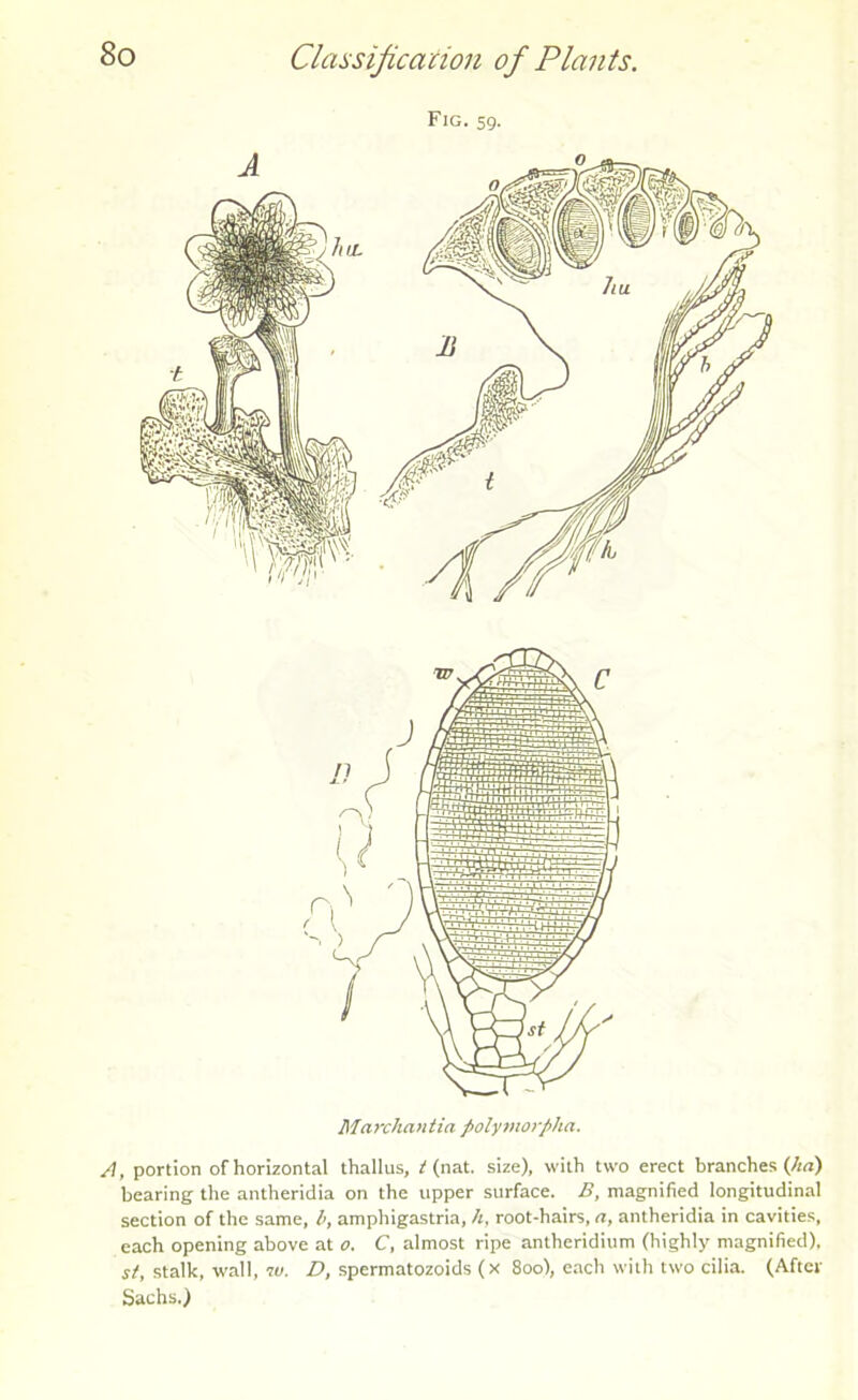 Fig. 59. A, portion of horizontal thallus, t (nat. size), with two erect branches {ha) hearing the antheridia on the upper surface. />, magnified longitudinal section of the same, b, amphigastria, h, root-hairs, a, antheridia in cavities, each opening above at 0. C, almost ripe antheridium (highly magnified), st, stalk, wall, w. D, spermatozoids (x 800), each with two cilia. (After Sachs.)