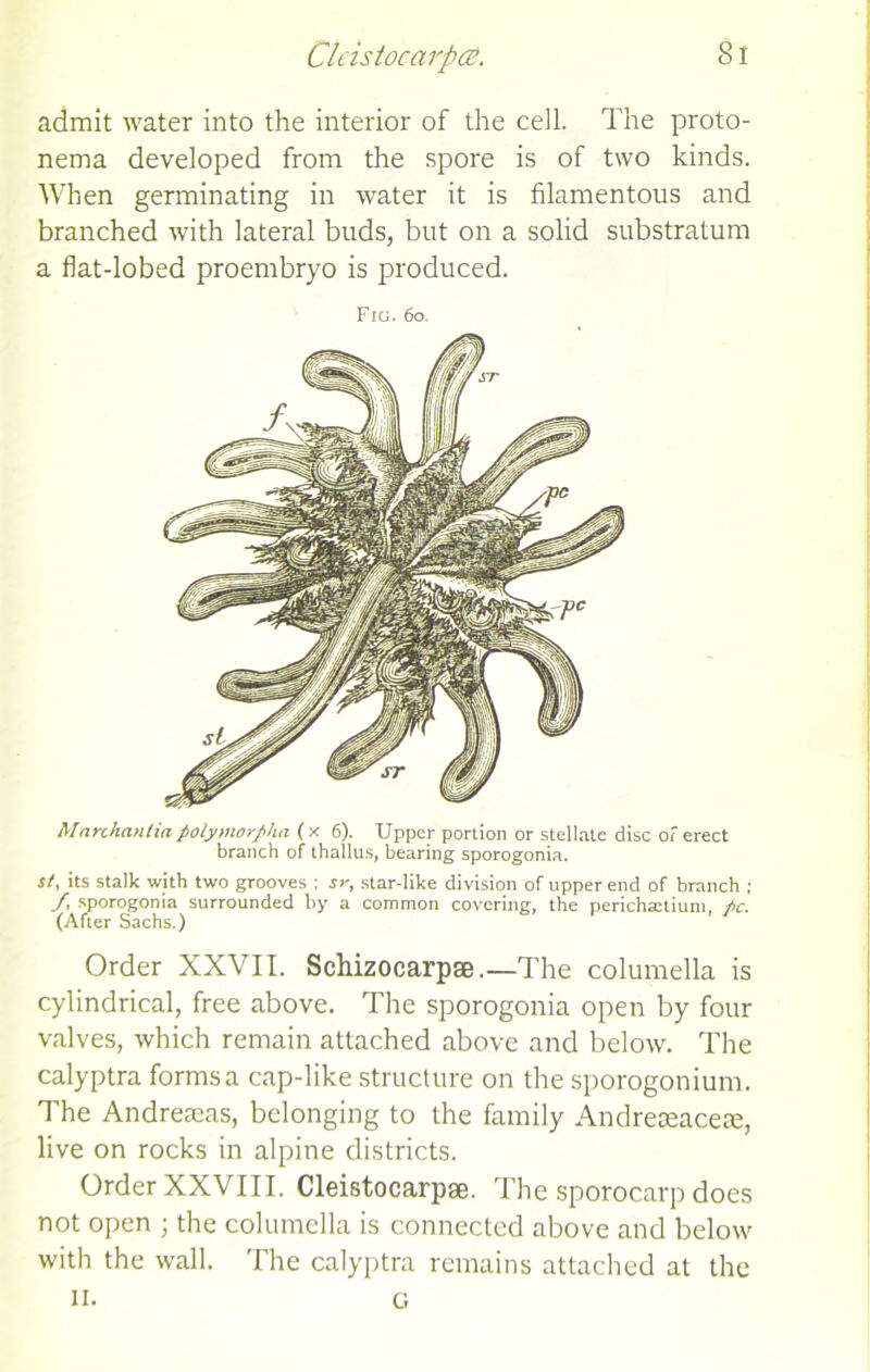 ClcistocarpcS. Si admit water into the interior of the cell. The proto- nema developed from the spore is of two kinds. When germinating in water it is filamentous and branched with lateral buds, but on a solid substratum a flat-lobed proembryo is produced. Fig. 6o. Marchantia polymorphn ( x 6). Upper portion or stellate disc of erect branch of thallus, bearing sporogonia. St, its stalk with two grooves ; sr, star-like division of upper end of branch ; f, sporogonia surrounded by a common covering, the perichattium, pc. (After Sachs.) Order XXVII. Schizocarp®.—The columella is cylindrical, free above. The sporogonia open by four valves, which remain attached above and below. The calyptra forms a cap-like structure on the sporogonium. The Andreseas, belonging to the family Andreseacese, live on rocks in alpine districts. Order XXVIII. Cleistocarpae. The sporocarp does not open ; the columella is connected above and below with the wall. The calyptra remains attached at the