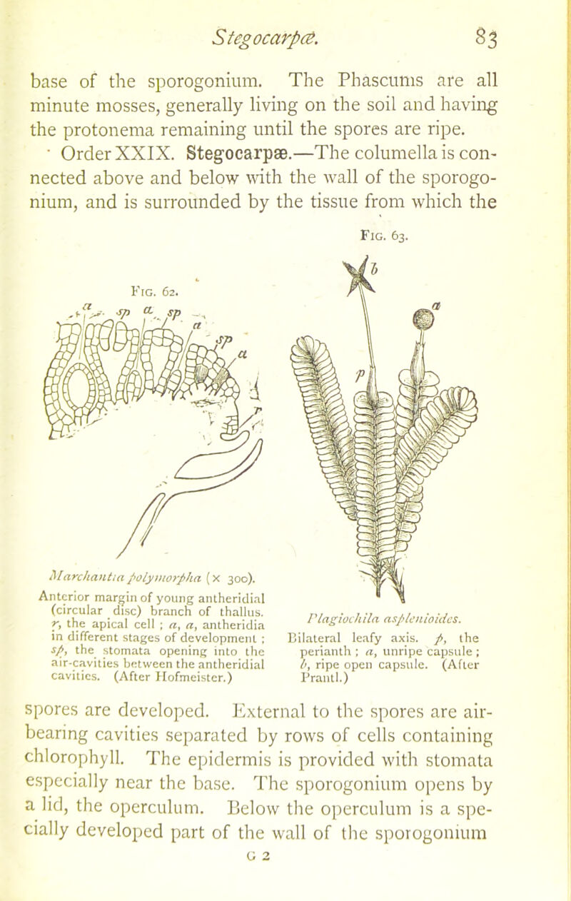 base of the sporogonium. The Phascunis are all minute mosses, generally living on the soil and having the protonema remaining until the spores are ripe. ' Order XXIX. Stegocarpse.—The columella is con- nected above and below with the wall of the sporogo- nium, and is surrounded by Fig. 62. Marchant 1 a polymorpha (x 300). Anterior margin of young antheridial (circular disc) branch of thallus. r, the apical cell ; a, antheridia in different stages of development ; sp, the stomata opening into the air-cavities between the antheridial cavities. (After Hofmeister.) the tissue from which the Fig. 63. Plagiochila asplenioidcs. Bilateral leafy axis. /, the perianth ; a, unripe capsule ; b, ripe open capsule. (After Frail tl.) spores are developed. External to the spores are air- bearing cavities separated by rows of cells containing chlorophyll. The epidermis is provided with stomata especially near the base. The sporogonium opens by a lid, the operculum. Below the operculum is a spe- cially developed part of the wall of the sporogonium c 2