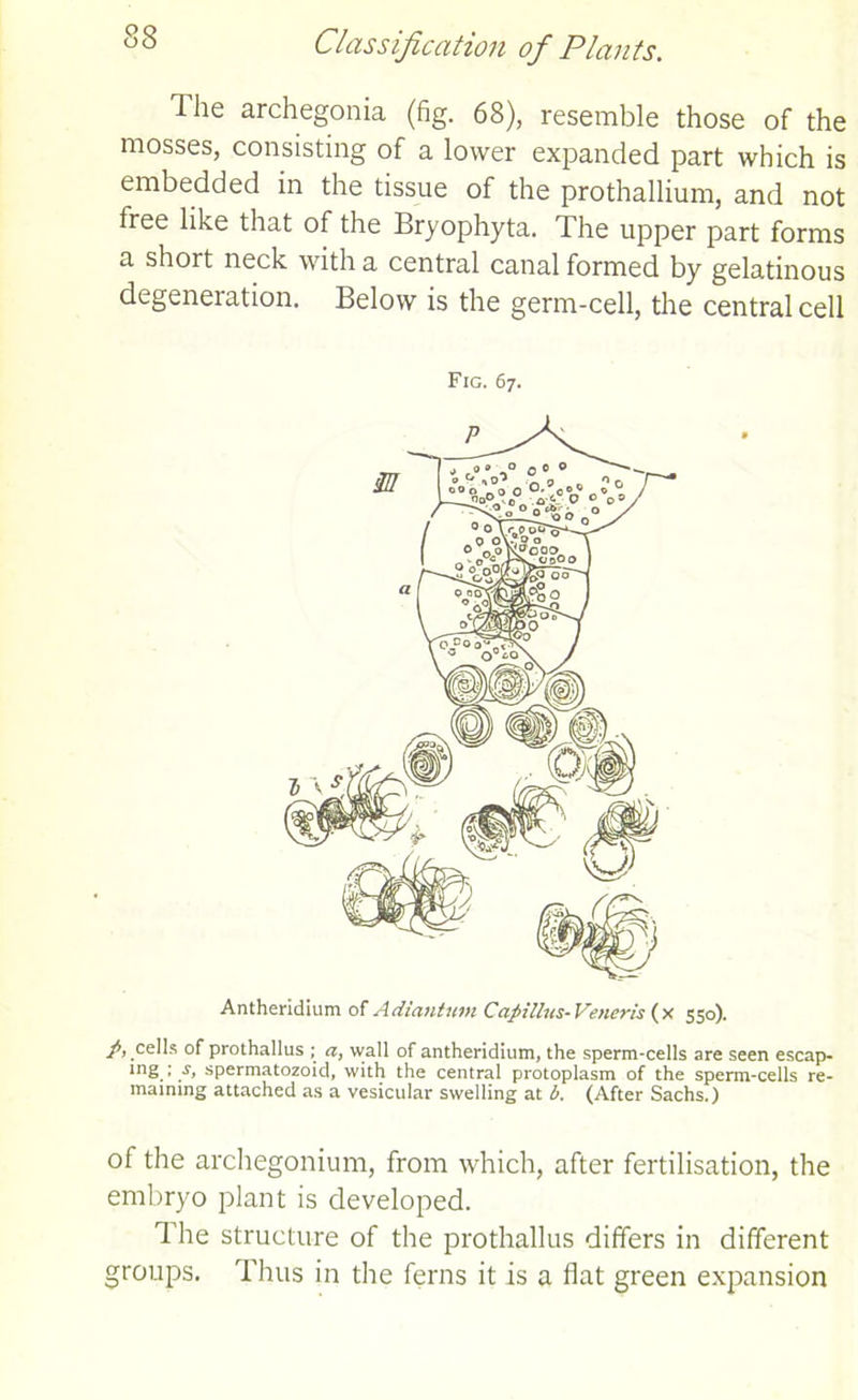 The archegonia (fig. 68), resemble those of the mosses, consisting of a lower expanded part which is embedded in the tissue of the pro thallium, and not free like that of the Bryophyta. The upper part forms a short neck with a central canal formed by gelatinous degeneration. Below is the germ-cell, the central cell Fig. 67. Antheridium of A diant uni Cafiillus- Veneris (x 550). cells of prothallus ; a, wall of antheridium, the sperm-cells are seen escap- ing ; s, spermatozoid, with the central protoplasm of the sperm-cells re- maining attached as a vesicular swelling at b. (After Sachs.) of the archegonium, from which, after fertilisation, the embryo plant is developed. The structure of the prothallus differs in different groups. Thus in the ferns it is a flat green expansion