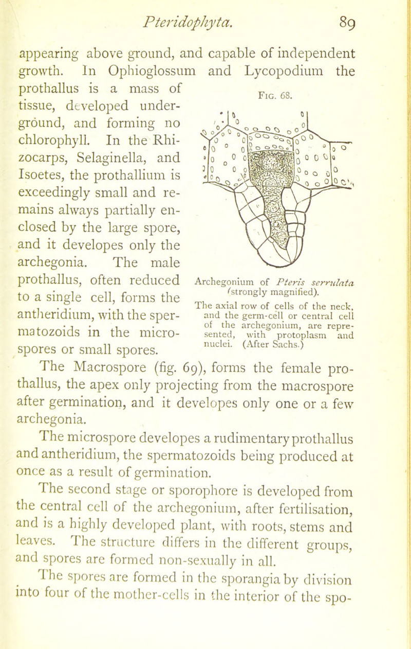 appearing above ground, and capable of independent growth. In Ophioglossum and Lycopodium the prothallus is a mass of tissue, developed under- ground, and forming no chlorophyll. In the Rhi- zocarps, Selaginella, and Isoetes, the prothallium is exceedingly small and re- mains always partially en- closed by the large spore, and it developes only the archegonia. The male prothallus, often reduced to a single cell, forms the antheridium, with the sper- matozoids in the micro- spores or small spores. The Macrospore (fig. 69), forms the female pro- thallus, the apex only projecting from the macrospore after germination, and it developes only one or a few archegonia. The microspore developes a rudimentary prothallus and antheridium, the spermatozoids being produced at once as a result of germination. The second stage or sporophore is developed from the central cell of the archegonium, after fertilisation, and is a highly developed plant, with roots, stems and leaves. The structure differs in the different groups, and spores are formed non-sexually in all. The spores are formed in the sporangia by division into four of the mother-cells in the interior of the spo- Fig. 68. Archegonium of Pte?'is serndata ^strongly magnified). The axial row of cells of the neck, and the germ-cell or central cell of the archegonium, are repre- sented, with protoplasm and nuclei. (After Sachs.)