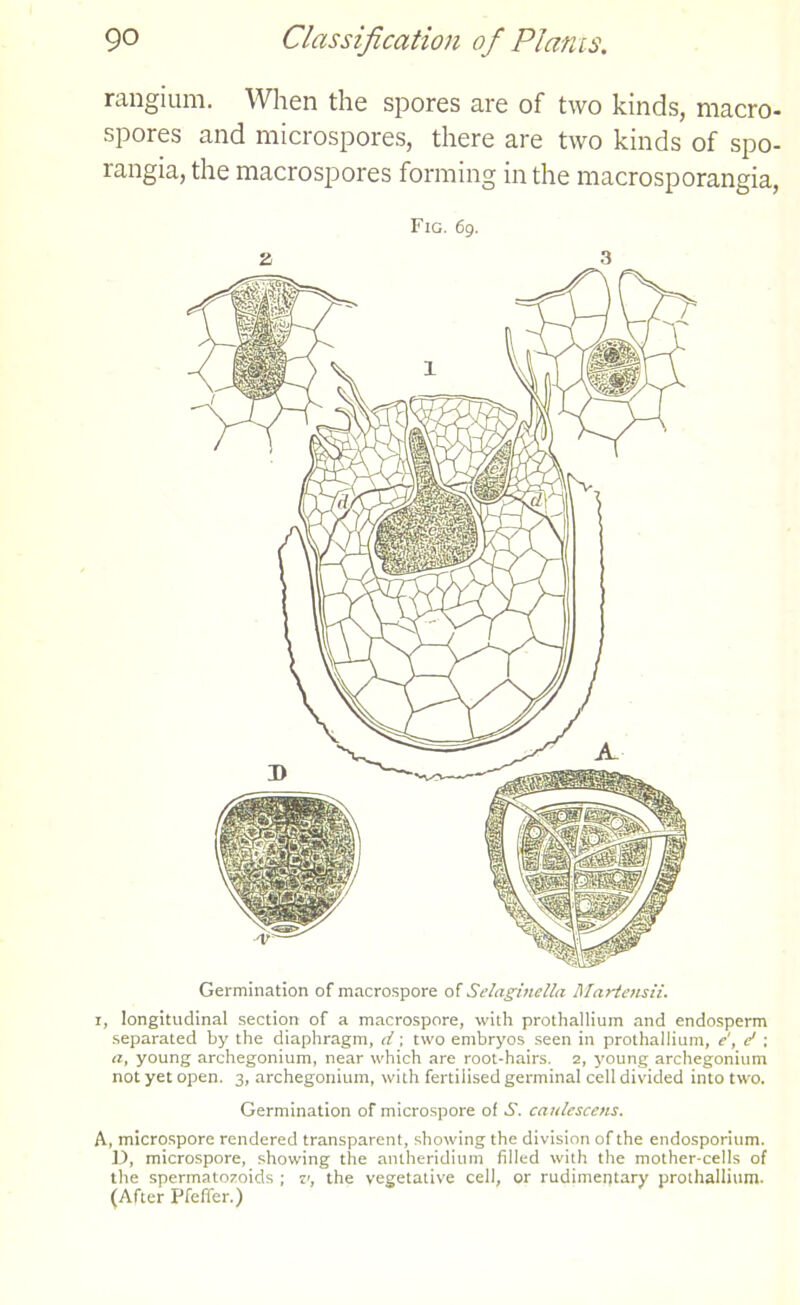 rangium. When the spores are of two kinds, macro- spores and microspores, there are two kinds of spo- rangia, the macrospores forming in the macrosporangia, Fig. 69. 2 3 Germination of macrospore of Selaginella Martensii. 1, longitudinal section of a macrospore, with prothallium and endosperm separated by the diaphragm, d; two embryos seen in prothallium, e\ d ; a, young archegonium, near which are root-hairs. 2, young archegonium not yet open. 3, archegonium, with fertilised germinal cell divided into two. Germination of microspore of S. caulescens. A, microspore rendered transparent, showing the division of the endosporium. 1), microspore, showing the antheridium filled with the mother-cells of the spermatozoids ; v, the vegetative cell, or rudimentary prothallium. (After Pfeffer.)