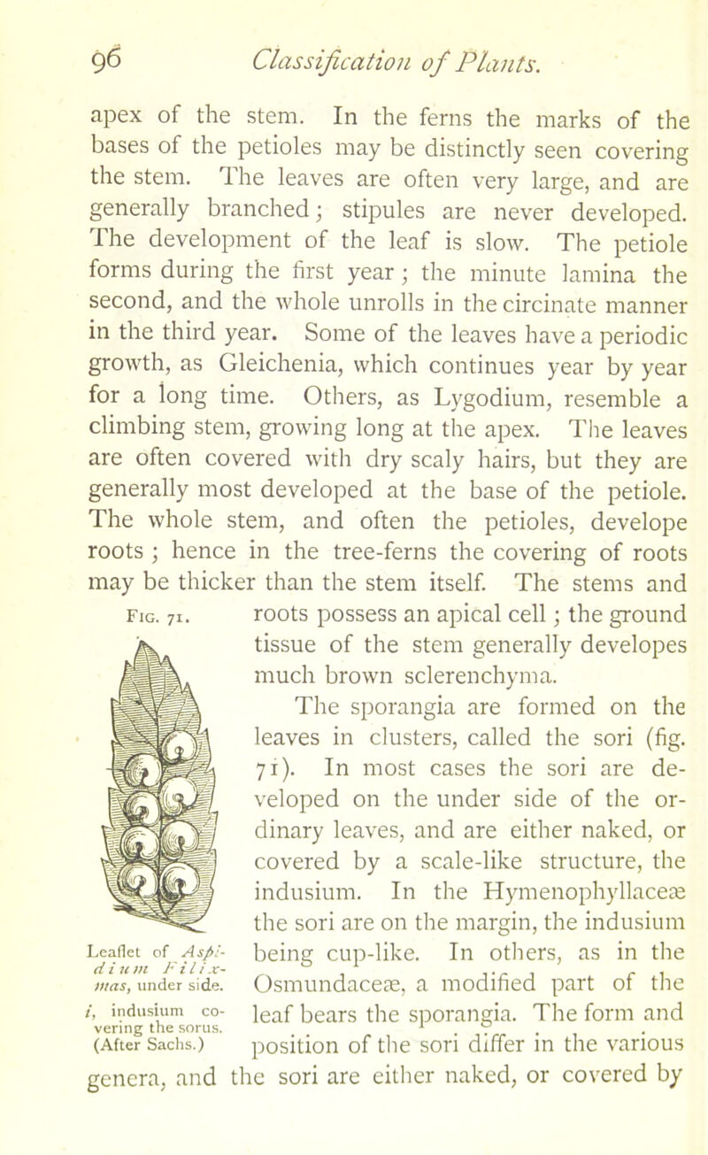 apex of the stem. In the ferns the marks of the bases of the petioles may be distinctly seen covering the stem. The leaves are often very large, and are generally branched; stipules are never developed. The development of the leaf is slow. The petiole forms during the first year; the minute lamina the second, and the whole unrolls in the circinate manner in the third year. Some of the leaves have a periodic growth, as Gleichenia, which continues year by year for a long time. Others, as Lygodium, resemble a climbing stem, growing long at the apex. The leaves are often covered with dry scaly hairs, but they are generally most developed at the base of the petiole. The whole stem, and often the petioles, develope roots ; hence in the tree-ferns the covering of roots may be thicker than the stem itself. The stems and roots possess an apical cell; the ground tissue of the stem generally developes much brown sclerenchyma. The sporangia are formed on the leaves in clusters, called the sori (fig. 71). In most cases the sori are de- veloped on the under side of the or- dinary leaves, and are either naked, or covered by a scale-like structure, the indusium. In the Hymenophyllaceas the sori are on the margin, the indusium being cup-like. In others, as in the Osmundacere, a modified part of the leaf bears the sporangia. The form and position of the sori differ in the various genera, and the sori are either naked, or covered by Fig. 71. Leaflet of Aspi- dium Filix- l/ias, under side. t, indusium co- vering the sorus. (After Sachs.)