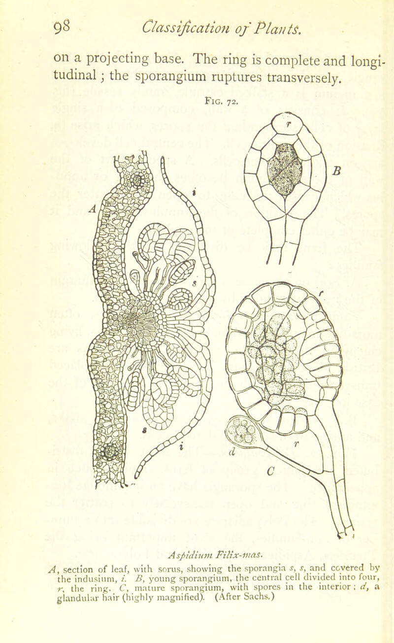 on a projecting base. The ring is complete and longi- tudinal ; the sporangium ruptures transversely. Fig. 72. Asfiidiuni Filix-was. A, section of leaf, with sorus, showing the sporangia s, s, and covered by the indusium, i. B, young sporangium, the central cell divided into four, r, the ring. C, mature sporangium, with spores in the interior; d, a glandular hair (highly magnified). (After Sachs.)