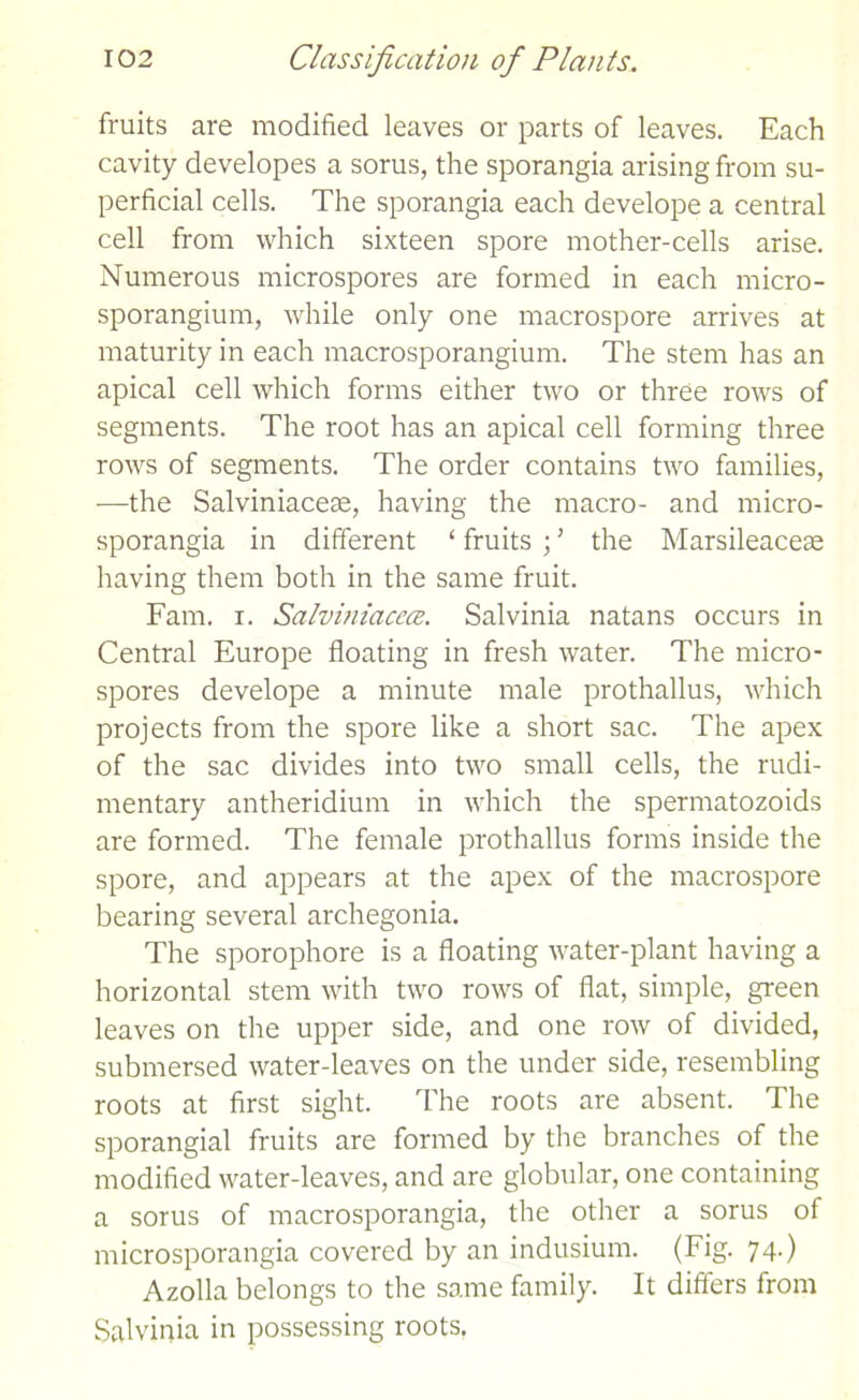 fruits are modified leaves or parts of leaves. Each cavity developes a sorus, the sporangia arising from su- perficial cells. The sporangia each develope a central cell from which sixteen spore mother-cells arise. Numerous microspores are formed in each micro- sporangium, while only one macrospore arrives at maturity in each macrosporangium. The stem has an apical cell which forms either two or three rows of segments. The root has an apical cell forming three rows of segments. The order contains two families, —the Salviniacese, having the macro- and micro- sporangia in different ‘ fruits ; ’ the Marsileaceae having them both in the same fruit. Fam. i. Salviniaccce. Salvinia natans occurs in Central Europe floating in fresh water. The micro- spores develope a minute male prothallus, which projects from the spore like a short sac. The apex of the sac divides into two small cells, the rudi- mentary antheridium in which the spermatozoids are formed. The female prothallus forms inside the spore, and appears at the apex of the macrospore bearing several archegonia. The sporophore is a floating water-plant having a horizontal stem with two rows of flat, simple, green leaves on the upper side, and one row of divided, submersed water-leaves on the under side, resembling roots at first sight. The roots are absent. The sporangial fruits are formed by the branches of the modified water-leaves, and are globular, one containing a sorus of macrosporangia, the other a sorus of microsporangia covered by an indusium. (Fig. 74.) Azolla belongs to the same family. It differs from Salvinia in possessing roots.