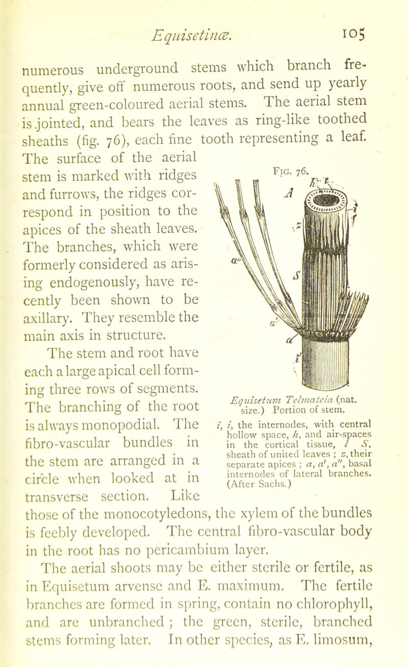 numerous underground stems which branch fre- quently, give off numerous roots, and send up yearly annual green-coloured aerial stems. The aerial stem is .jointed, and bears the leaves as ring-like toothed sheaths (fig. 76), each fine tooth representing a leaf. The surface of the aerial stem is marked with ridges and furrows, the ridges cor- respond in position to the apices of the sheath leaves. The branches, which were formerly considered as aris- ing endogenously, have re- cently been shown to be axillary. They resemble the main axis in structure. The stem and root have each a large apical cell form- ing three rows of segments. The branching of the root is always monopodial. The fibro-vascular bundles in the stem are arranged in a circle when looked at in transverse section. Like those of the monocotyledons, the xylem of the bundles is feebly developed. The central fibro-vascular body in the root has no pericambium layer. The aerial shoots may be either sterile or fertile, as in Equisetum arvense and E. maximum. The fertile branches are formed in spring, contain no chlorophyll, and are unbranched ; the green, sterile, branched stems forming later. In other species, as E. limosum, Fig. 76. Equisetum Telmateia (nat. size.) Portion of stem. j’ i, the internodes, with central hollow space, /t, and air-spaces in the cortical tissue, l .S', sheath of united leaves ; s, their separate apices ; a, a', a, basal internodes of lateral branches. (After Sachs.)