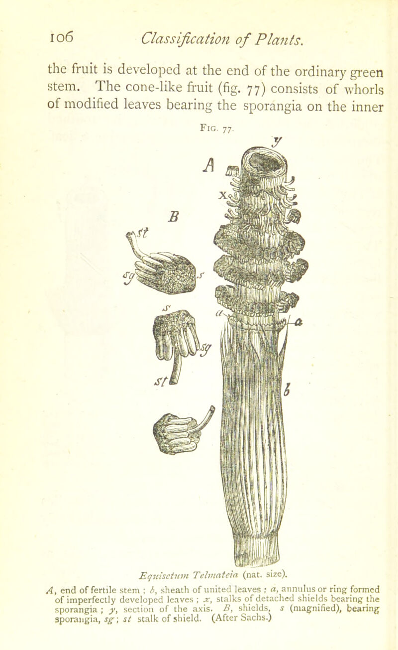 the fruit is developed at the end of the ordinary green stem. The cone-like fruit (fig. 77) consists of whorls of modified leaves bearing the sporangia on the inner Fig. 77. Equisctum Telmateia (nat. size). A, end of fertile stem ; 6, sheath of united leaves ; a, annulus or ring formed of imperfectly developed leaves ; x, stalks of detached shields bearing the sporangia ; y, section of the axis. B, shields, r (magnified), bearing sporangia, sg; it stalk of shield. (After Sachs.)