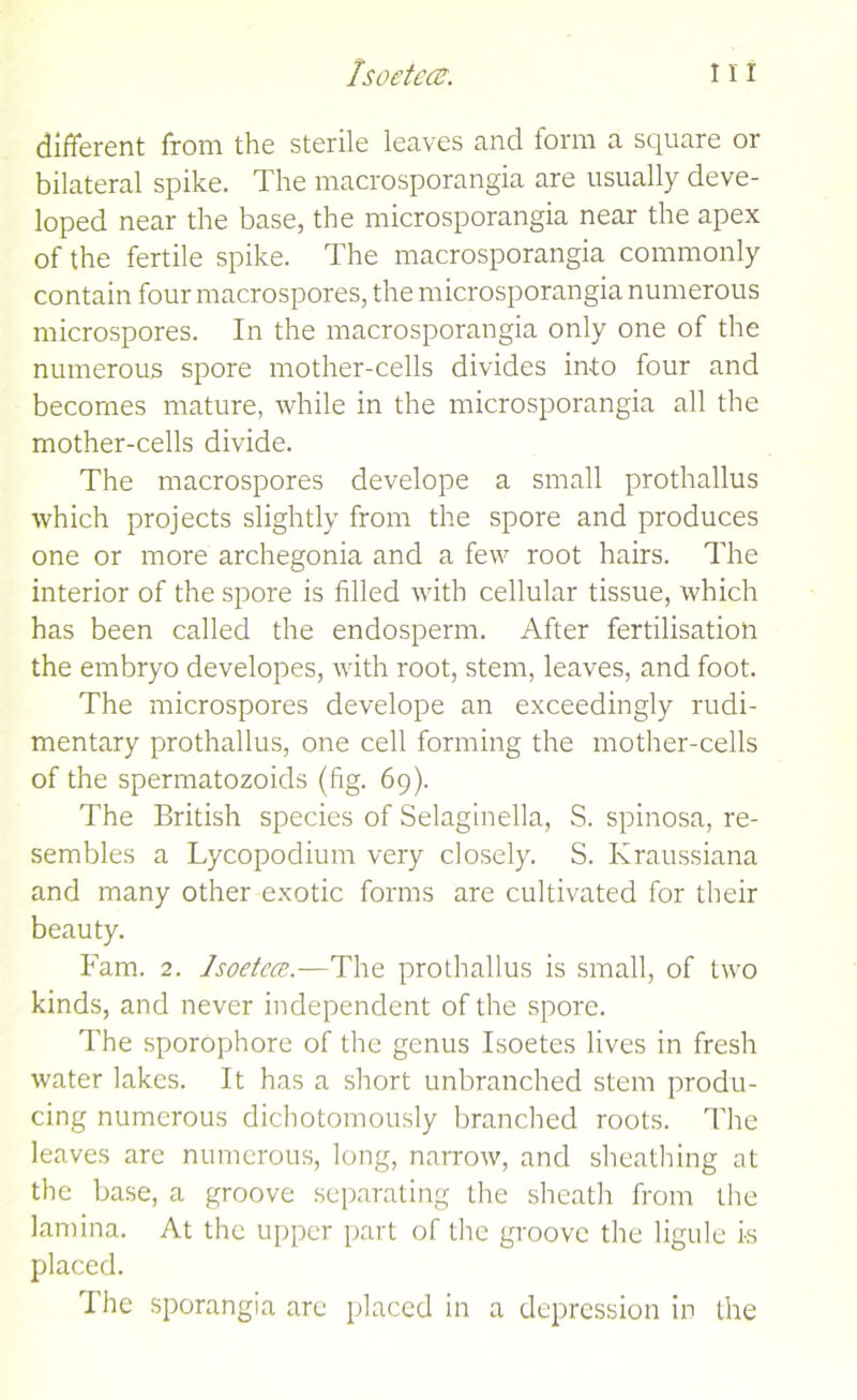 different from the sterile leaves and form a square or bilateral spike. The macrosporangia are usually deve- loped near the base, the microsporangia near the apex of the fertile spike. The macrosporangia commonly contain four macrospores, the microsporangia numerous microspores. In the macrosporangia only one of the numerous spore mother-cells divides into four and becomes mature, while in the microsporangia all the mother-cells divide. The macrospores develope a small prothallus which projects slightly from the spore and produces one or more archegonia and a few root hairs. The interior of the spore is filled with cellular tissue, which has been called the endosperm. After fertilisation the embryo developes, with root, stem, leaves, and foot. The microspores develope an exceedingly rudi- mentary prothallus, one cell forming the mother-cells of the spermatozoids (fig. 69). The British species of Selaginella, S. spinosa, re- sembles a Lycopodium very closely. S. Kraussiana and many other exotic forms are cultivated for their beauty. Fam. 2. Isoetece.—The prothallus is small, of two kinds, and never independent of the spore. The sporophore of the genus Isoetes lives in fresh water lakes. It has a short unbranched stem produ- cing numerous dichotomously branched roots. The leaves are numerous, long, narrow, and sheathing at the base, a groove separating the sheath from the lamina. At the upper part of the groove the ligule is placed. The sporangia are placed in a depression in the