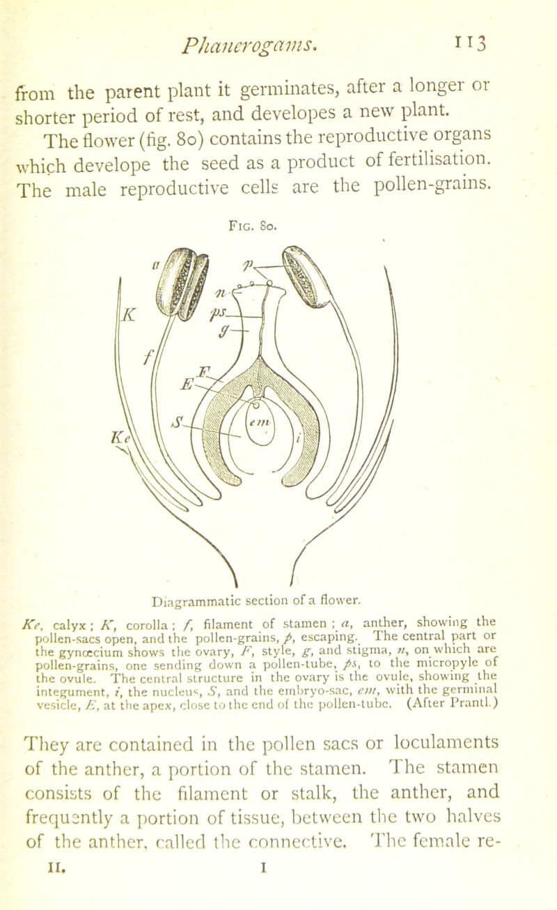 from the parent plant it germinates, after a longer or shorter period of rest, and developes a new plant. The flower (fig. So) contains the reproductive organs which develope the seed as a product of fertilisation. The male reproductive cells are the pollen-grains. Fig. So. Ke, calyx ; K, corolla; /, filament of stamen;^ anther, showing the pollen-sacs open, and the pollen-grains,^, escaping. The central part or the gyncecium shows the ovary, F, style, g, and stigma, on which are pollen-grains, one sending down a pollen-tube, to the micropyle of the ovule. The central structure in the ovary is the ovule, showing the integument, i, the nucleus, 6, and the embryo-sac, eni, with the germinal vesicle, F, at the apex, close to the end of the pollen-tube. (After Prantl.) They are contained in the pollen sacs or loculaments of the anther, a portion of the stamen. The stamen consists of the filament or stalk, the anther, and frequently a portion of tissue, between the two halves of the anther, called the connective. The female re- n. i