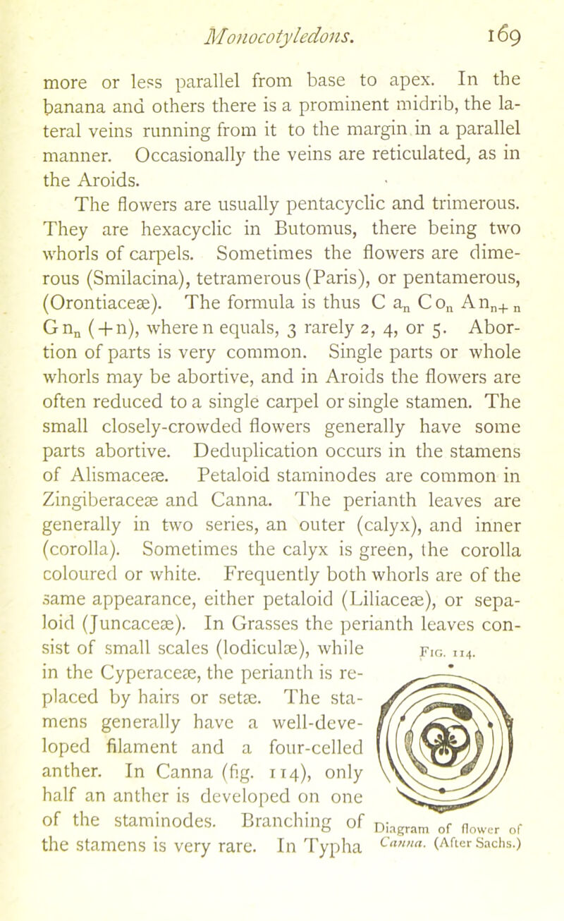 more or less parallel from base to apex. In the banana and others there is a prominent midrib, the la- teral veins running from it to the margin in a parallel manner. Occasionally the veins are reticulated, as in the Aroids. The flowers are usually pentacyclic and trimerous. They are hexacyclic in Butomus, there being two whorls of carpels. Sometimes the flowers are dime- rous (Smilacina), tetramerous (Paris), or pentamerous, (Orontiaceae). The formula is thus C an Con Ann+n Gnn ( + n), where n equals, 3 rarely 2, 4, or 5. Abor- tion of parts is very common. Single parts or whole whorls may be abortive, and in Aroids the flowers are often reduced to a single carpel or single stamen. The small closely-crowded flowers generally have some parts abortive. Deduplication occurs in the stamens of Alismaceae. Petaloid starninodes are common in Zingiberaceae and Canna. The perianth leaves are generally in two series, an outer (calyx), and inner (corolla). Sometimes the calyx is green, the corolla coloured or white. Frequently both whorls are of the same appearance, either petaloid (Liliaceae), or sepa- loid (Juncaceae). In Grasses the perianth leaves con- sist of small scales (lodiculae), while fig. 114. in the Cyperaceae, the perianth is re- placed by hairs or setae. The sta- mens generally have a well-deve- loped filament and a four-celled anther. In Canna (fig. 114), only half an anther is developed on one of the starninodes. Branching of Diagram of novver or the stamens is very rare. In Typha (After Sachs.)