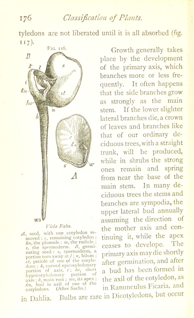 tyledons are not liberated until it is all absorbed (fig. X17). Fig. 116. Vicia Faba. A, seed, with one cotyledon re- moved ; c, remaining cotyledon ; hi, the plumule ; w, the radicle ; s, the spermoderm. B, germi- nating seed : s, spermoderm, a portion torn away at l; n, hilum ; st, petiole of one of the cotyle- dons ; k, curved epicotyledonary portion of axis, i; he, short hypocotyledonary portion of axis ; h, main root; ws, its apex ; hi, bud in axil of one of the cotyledons. (After Sachs.) in Dahlia. Growth generally takes place by the development of the primary axis, which branches more or less fre- quently. It often happens that the side branches grow as strongly as the main stem. If the lower slighter lateral branches die, a crown of leaves and branches like that of our ordinary de- ciduous trees, with a straight trunk, will be produced, while in shrubs the strong ones remain and spring from near the base of the main stem. In many de- ciduous trees the stems and branches are sympodia, the upper lateral bud annually assuming the direction of the mother axis and con- tinuing it, while the apex ceases to develope. The primary axis may die shortly after germination, and after a bud has been formed in the axil of the cotyledon, as in Ranunculus Ficaria, and Dicotyledons, but occur Bulbs are rare in