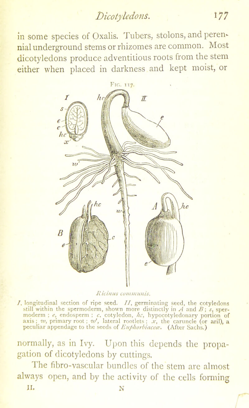 in some species of Oxalis. Tubers, stolons, and peren- nial underground stems or rhizomes are common. Most dicotyledons produce adventitious roots from the stem either when placed in darkness and kept moist, or Fro. 117. R icinus communis. /. longitudinal section of ripe seed. II, germinating seed, the cotyledons still within the spermoderm, shown more distinctly in A and B; s, sper- moderm ; c, endosperm ; c. cotyledon, he, hypocotyledonary portion of axis^7W, primary root: «/, lateral rootlets; x, the caruncle (or aril), a peculiar appendage to the seeds of Euphorbiacea. (After Sachs.) normally, as in Ivy. Upon this depends the propa- gation of dicotyledons by cuttings. The fibro-vascular bundles of the stem are almost always open, and by the activity of the cells forming II. N