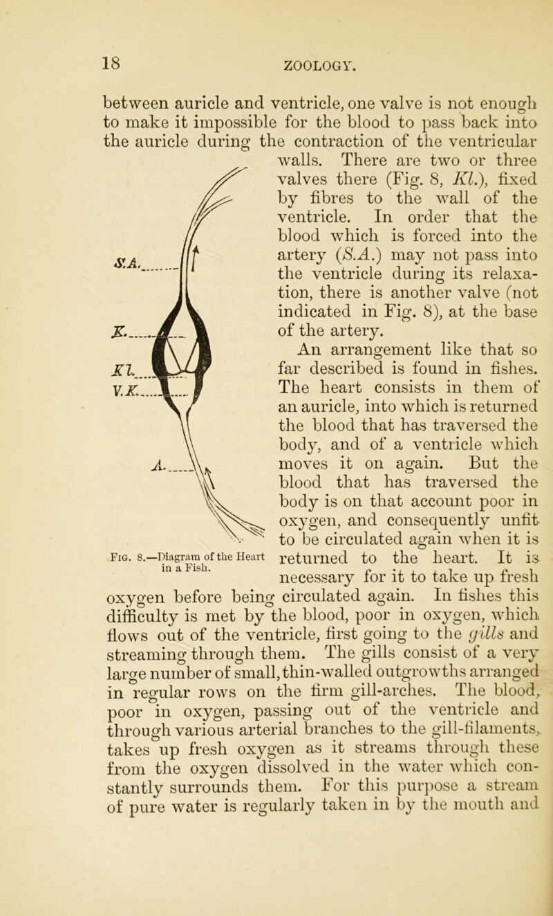 between auricle and ventricle, one valve is not enough • • • to make it impossible for the blood to pass back into the auricle during the contraction of the ventricular Avails. There are two or three valves there (Fig. 8, Kl.), fixed by fibres to the Avail of the ventricle. In order that the blood Avhich is forced into the artery ($.A.) may not pass into the ventricle during its relaxa- tion, there is another valve (not indicated in Fig. 8), at the base of the artery. An arrangement like that so far described is found in fishes. The heart consists in them of an auricle, into Avhich is returned the blood that has traversed the body, and of a ventricle which moves it on again. But the blood that has traversed the body is on that account poor in oxygen, and consequently unfit to be circulated again when it is returned to the heart. It is- necessary for it to take up fresh oxygen before being circulated again. In fishes this difficulty is met by the blood, poor in oxygen, Avhich fioAVS out of the ventricle, first going to the gills and streaming through them. The gills consist of a very large number of small,thin-walled outgrowths arranged in regular rows on the firm gill-arches. The blood, poor in oxygen, passing out of the ventricle and through various arterial branches to the gill-filaments, takes up fresh oxygen as it streams through these from the oxygen dissolved in the Avater Avhich con- stantly surrounds them. For this purpose a stream of pure Avater is regularly taken in by the mouth and Fig. 8.—Diagram of the Heart in a Fish.