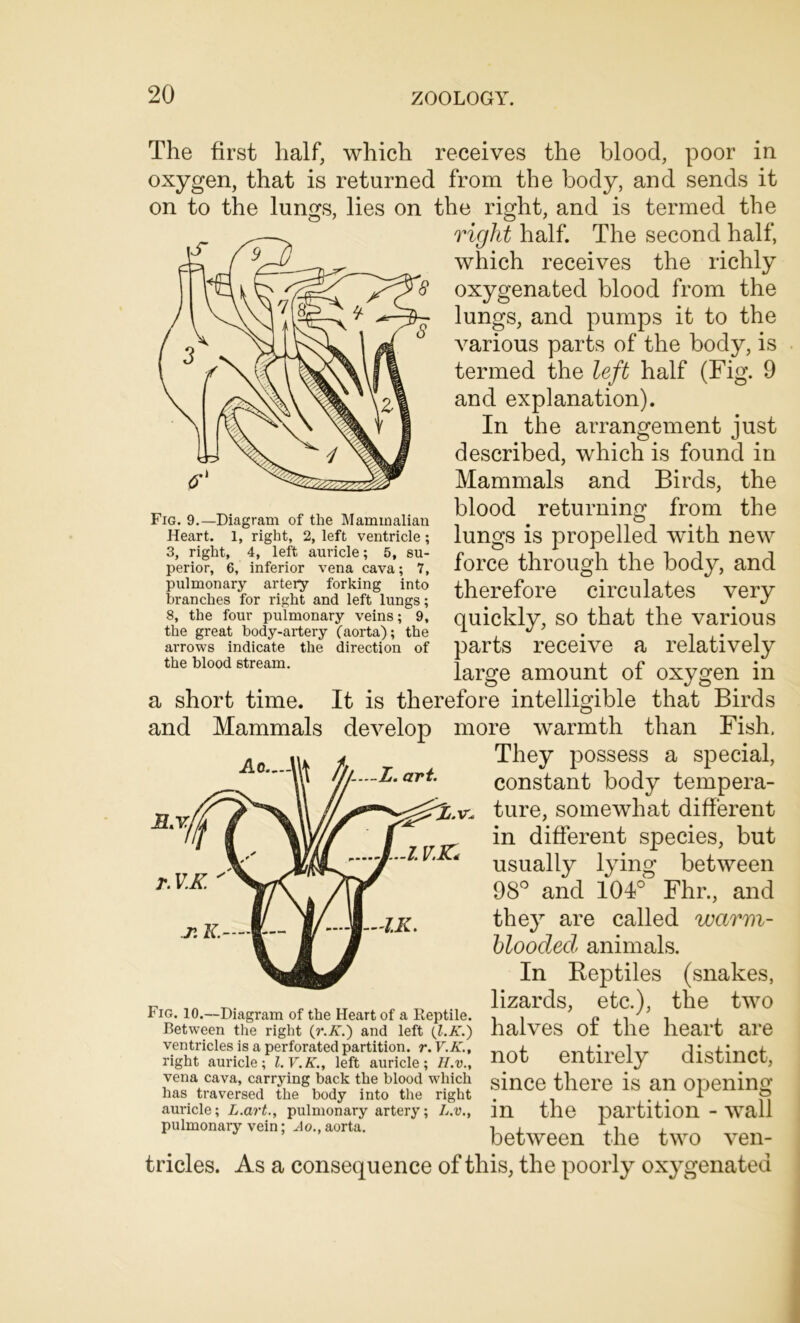 The first half, which receives the blood, poor in oxygen, that is returned from the body, and sends it on to the lungs, lies on the right, and is termed the right half. The second half, which receives the richly oxygenated blood from the lungs, and pumps it to the various parts of the body, is termed the left half (Fig. 9 and explanation). In the arrangement just described, which is found in Mammals and Birds, the blood returning from the lungs is propelled with new force through the body, and therefore circulates very quickly, so that the various parts receive a relatively large amount of oxygen in a short time. It is therefore intelligible that Birds and Mammals develop more warmth than Fish. They possess a special, constant body tempera- r. ,, ^ ture, somewhat different ‘ ’ / in different species, but usually lying between 98° and 104° Fhr., and they are called warm- blooded animals. In Reptiles (snakes, lizards, etc.), the two halves of the heart are not entirely distinct, since there is an opening in the partition - wall between the two ven- tricles. As a consequence of this, the poorly oxygenated Fig. 9.—Diagram of the Mammalian Heart. 1, right, 2, left ventricle; 3, right, 4, left auricle; 5, su- perior, 6, inferior vena cava; 7, pulmonary artery forking into branches for right and left lungs; 8, the four pulmonary veins; 9, the great body-artery (aorta); the arrows indicate the direction of the blood stream. Ao .! X. art. r.V.K. jr.K-jL- IA--J—IK. Fig. 10.—Diagram of the Heart of a Reptile. Between the right (r.K.) and left (l.K.) ventricles is a perforated partition, r. V.K., right auricle; I.V.K., left auricle; II.v., vena cava, carrying back the blood which has traversed the body into the right auricle; L.art., pulmonary artery; L.v., pulmonary vein; Ao., aorta.