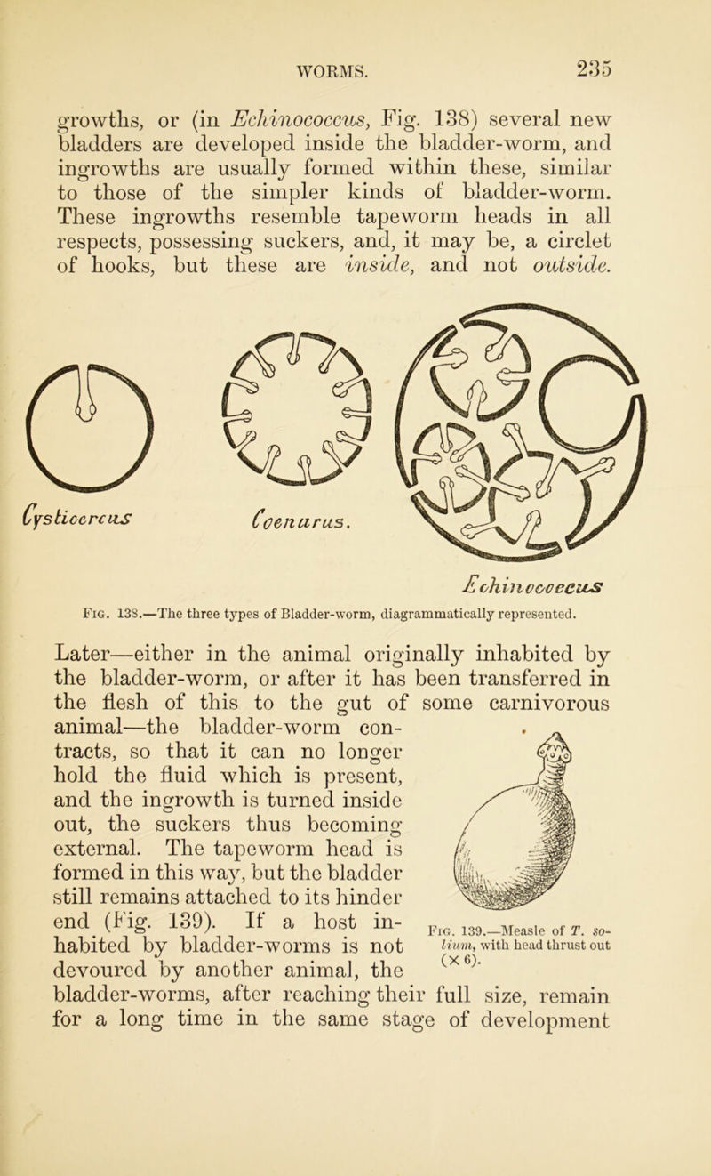 growths, or (in Echinococcus, Fig. 138) several new bladders are developed inside the bladder-worm, and ingrowths are usually formed within these, similar to those of the simpler kinds of bladder-worm. These ingrowths resemble tapeworm heads in all respects, possessing suckers, and, it may be, a circlet of hooks, but these are inside, and not outside. Cyst, iccrcus Echinococcus Fig. 133.—The three types of Bladder-worm, diagrammatically represented. Later—either in the animal originally inhabited by the bladder-worm, or after it has been transferred in the flesh of this to the gut of some carnivorous animal—the bladder-worm con- tracts, so that it can no longer hold the fluid which is present, and the ingrowth is turned inside out, the suckers thus becoming- external. The tapeworm head is formed in this way, but the bladder still remains attached to its hinder end (f ig. 139). If a host in- habited by bladder-worms is not devoured by another animal, the bladder-worms, after reaching their full size, remain for a long time in the same stage of development Fig. 139.—Measle of T. so- lium, with head thrust out (X 6).