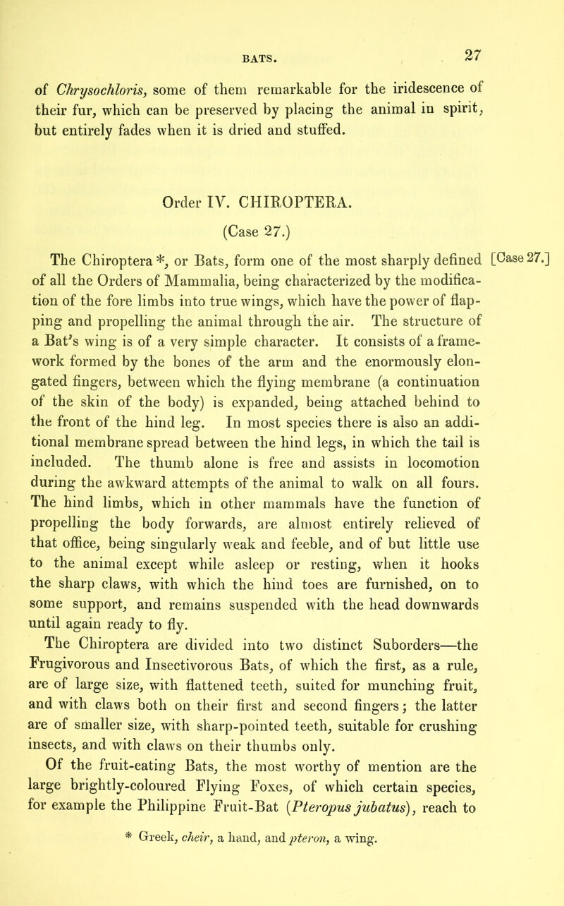 BATS. of Chrysochloris, some of them remarkable for the iridescence of their fur, which can be preserved by placing the animal in spirit, but entirely fades when it is dried and stuffed. Order IV. CHIROPTERA. (Case 27.) The Chiroptera*, or Bats, form one of the most sharply defined [Case 27.] of all the Orders of Mammalia, being characterized by the modifica- tion of the fore limbs into true wings, which have the power of flap- ping and propelling the animal through the air. The structure of a Bat's wing is of a very simple character. It consists of a frame- work formed by the bones of the arm and the enormously elon- gated fingers, between which the flying membrane (a continuation of the skin of the body) is expanded, being attached behind to the front of the hind leg. In most species there is also an addi- tional membrane spread between the hind legs, in which the tail is included. The thumb alone is free and assists in locomotion during the awkward attempts of the animal to walk on all fours. The hind limbs, which in other mammals have the function of propelling the body forwards, are almost entirely relieved of that office, being singularly weak and feeble, and of but little use to the animal except while asleep or resting, when it hooks the sharp claws, with which the hind toes are furnished, on to some support, and remains suspended with the head downwards until again ready to fly. The Chiroptera are divided into two distinct Suborders—the Frugivorous and Insectivorous Bats, of which the first, as a rule, are of large size, with flattened teeth, suited for munching fruit, and with claws both on their first and second fingers; the latter are of smaller size, with sharp-pointed teeth, suitable for crushing insects, and with claws on their thumbs only. Of the fruit-eating Bats, the most worthy of mention are the large brightly-coloured Flying Foxes, of which certain species, for example the Philippine Fruit-Bat [Pteropus jubatus), reach to * Greek, cheii', a hand, and pteron, a wing.