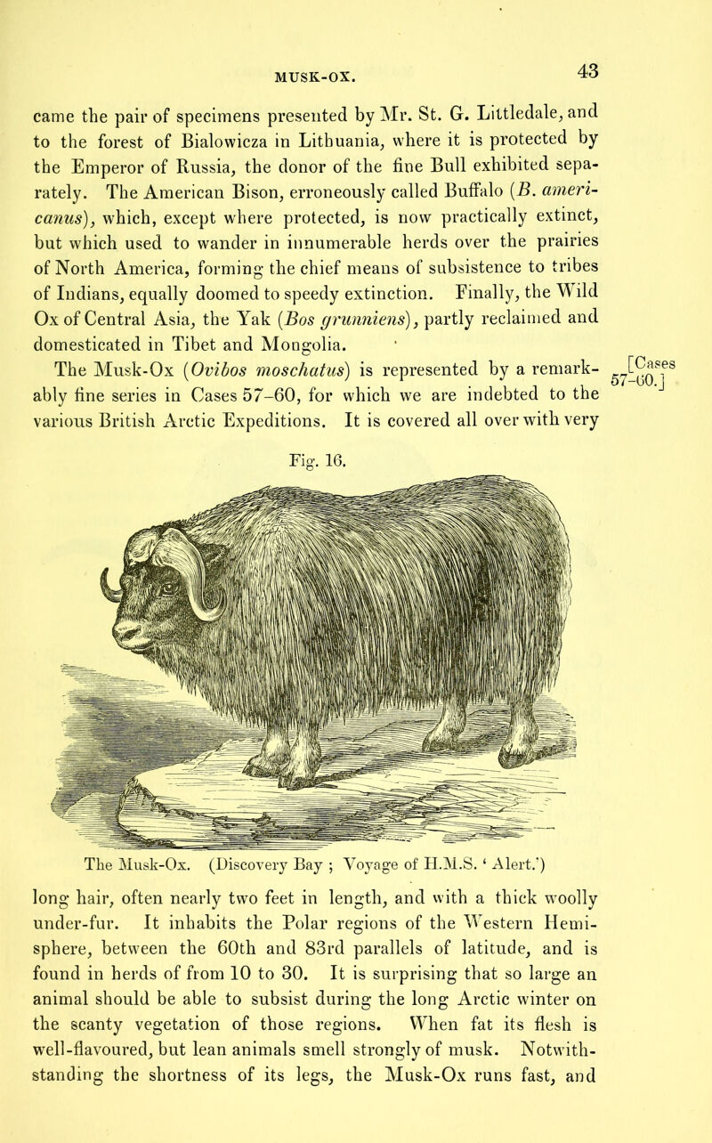 MUSK-OX. came the pair of specimens presented by Mr. St. G. Littledale^ and to the forest of Bialowicza in Lithuania, where it is protected by the Emperor of Russia, the donor of the fine Bull exhibited sepa- rately. The American Bison, erroneously called Buffalo {B. ameri- canus), which, except where protected, is now practically extinct, but which used to wander in innumerable herds over the prairies of North America, forming the chief means of subsistence to tribes of Indians, equally doomed to speedy extinction. Finally, the MTld Ox of Central Asia, the Yak {Bos grunniens), partly reclaimed and domesticated in Tibet and Mongolia. The Musk-Ox [Ovibos moschatus) is represented by a remark- ably fine series in Cases 57-60, for which we are indebted to the various British Arctic Expeditions. It is covered all over with very Fig. 16. The Musk-Ox. (Discovery Bay ; Voyage of H.M.S. ‘ Alert.’) long hair, often nearly two feet in length, and with a thick woolly under-fur. It inhabits the Polar regions of the Western Hemi- sphere, between the 60th and 83rd parallels of latitude, and is found in herds of from 10 to 30. It is surprising that so large an animal should be able to subsist during the long Arctic winter on the scanty vegetation of those regions. When fat its flesh is well-flavoured, but lean animals smell strongly of musk. Notwith- standing the shortness of its legs, the Musk-Ox runs fast, and