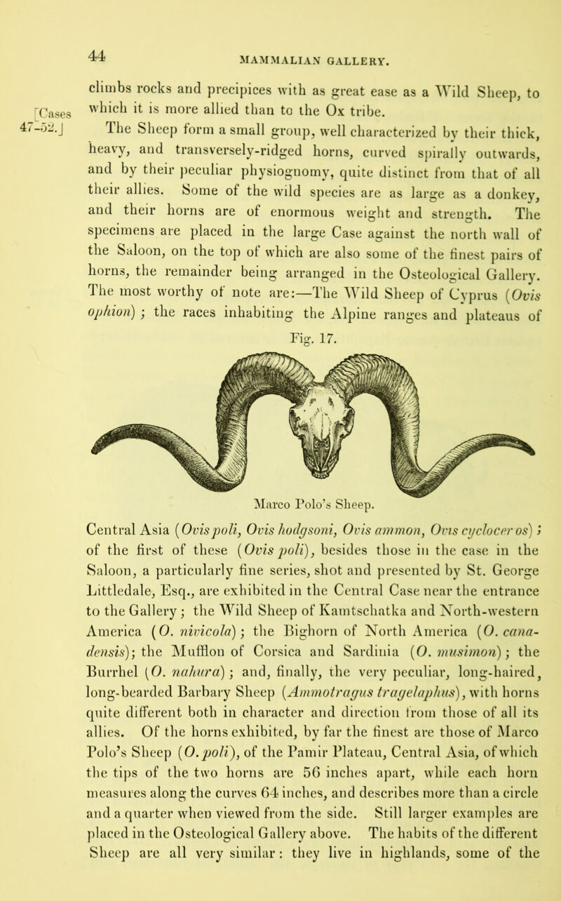 MAMMALIAN GALLERY. [Cases 47-52.J climbs rocks and precipices with as great ease as a Wild Sheep, to which it is more allied than to the Ox tribe. Ihe Sheep form a small group, well characterized by their thick, heavy, and transversely-ridged horns, curved spirally outwards, and by their jieculiar physiognomy, quite distinct from that of all their allies. Some of the wild species are as large as a donkey, and their horns are of enormous weight and strength. The specimens are placed in the large Case against the north wall of the Saloon, on the top of which are also some of the finest pairs of horns, the remainder being arranged in the Osteological Gallery. The most worthy of note are:—The Wild Sheep of Cyprus {Ovis ojj/iion) j the races inhabiting the Alpine ranges and plateaus of Fig. 17. Marco Polo’s Sheep. Central Asia [Ovispoll, Ovis hodgsoni, Ovis ammon, Ovis cgcloceros) > of the first of these {Ovis poll), besides those in the case in the Saloon, a particularly fine series, shot and presented by St. George Littledale, Esq., are exhibited in the Central Case near the entrance to the Gallery; the Wild Sheep of Kamtschatka and Xorth-western America (0. nivicola) ] the Bighorn of North America {0. cana- densis); the Mufflon of Corsica and Sardinia {0. musinion); the Burrhel (0. nahura); and, finally, the very peculiar, long-haired, long-bearded Barbary Sheep {Amniotragus tragelaphus), with horns quite different both in character and direction Irom those of all its allies. Of the horns exhibited, by far the finest are those of Marco Polo’s Sheep {O.poli), of the Pamir Plateau, Central Asia, of which the tips of the two horns are 5G inches apart, while each horn measures along the curves 64 inches, and describes more than a circle and a quarter when viewed from the side. Still larger examples are jdaced in the Osteological Gallery above. The habits of the different Sheep are all very similar: they live in highlands, some of the