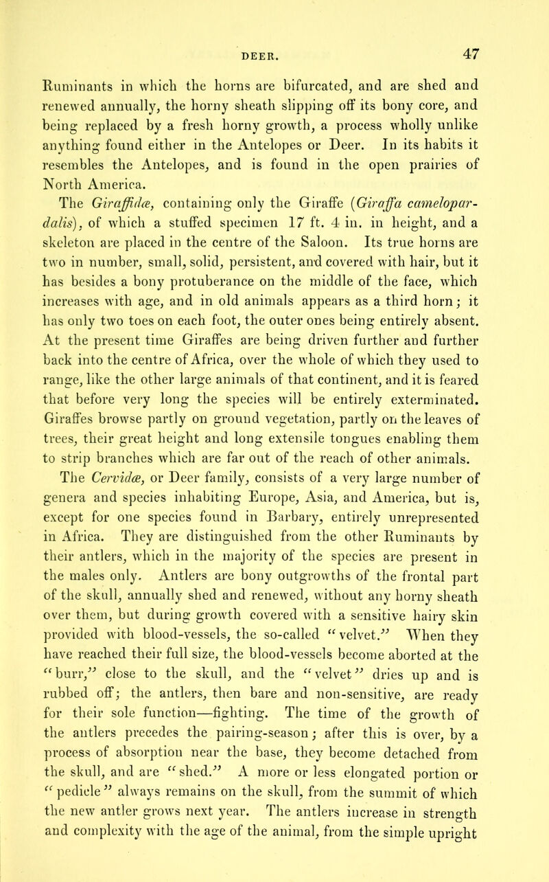 Ruminants in which the horns are bifurcated, and are shed and renewed annually, the horny sheath slipping off its bony core, and being replaced by a fresh horny growth, a process wholly unlike anything found either in the Antelopes or Deer. In its habits it resembles the Antelopes, and is found in the open prairies of North America. The GiraffidcB, containing only the Giraffe {Giraffa Camelopar- dalis), of which a stuffed specimen 17 ft. 4 in. in height, and a skeleton are placed in the centre of the Saloon. Its true horns are two in number, small, solid, persistent, and covered with hair, but it has besides a bony protuberance on the middle of the face, which increases with age, and in old animals appears as a third horn; it has only two toes on each foot, the outer ones being entirely absent. At the present time Giraffes are being driven further and further back into the centre of Africa, over the whole of which they used to range, like the other large animals of that continent, and it is feared that before very long the species will be entirely exterminated. Giraffes browse partly on ground vegetation, partly on the leaves of trees, their great height and long extensile tongues enabling them to strip branches which are far out of the reach of other animals. The Cervidce, or Deer family, consists of a very large number of genera and species inhabiting Europe, Asia, and America, but is, except for one species found in Barbary, entirely unrepresented in Africa. They are distinguished from the other Ruminants by their antlers, which in the majority of the species are present in the males only. Antlers are bony outgrowths of the frontal part of the skull, annually shed and renewed, without any horny sheath over them, but during growth covered with a sensitive hairy skin provided with blood-vessels, the so-called velvet.'’’ When they have reached their full size, the blood-vessels become aborted at the ^^burr,’-’ close to the skull, and the ^G^elvet'’’ dries up and is rubbed off; the antlers, then bare and non-sensitive, are ready for their sole function—fighting. The time of the growth of the antlers precedes the pairing-season; after this is over, by a process of absorption near the base, they become detached from the skull, and are shed.^^ A more or less elongated portion or pedicle’^ always remains on the skull, from the summit of which the new antler grows next year. The antlers increase in strength and complexity with the age of the animal, from the simple upright