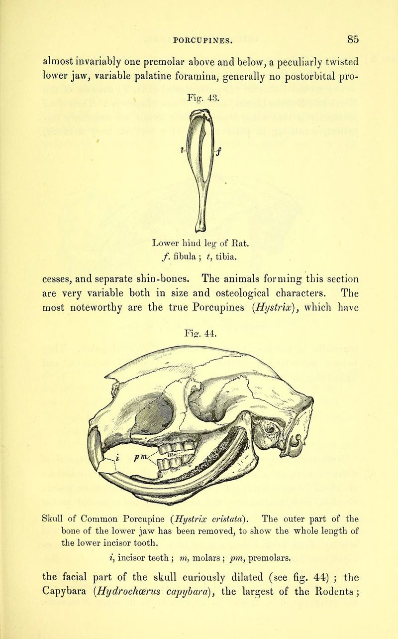 almost invariably one premolar above and below^ a peculiarly twisted lower jaw, variable palatine foramina, generally no postorbital pro- Fig. 43. /. fibula ; t, tibia. cesses, and separate shin-bones. The animals forming this section are very variable both in size and osteological characters. The most noteworthy are the true Porcupines [Hystrix), which have Fig. 44. Skull of Common Porcupine {Hystrix cristata). The outer part of the bone of the lower jaw has been removed, to show the whole length of the lower incisor tooth. i, incisor teeth ; m, molars ; pm, premolars. the facial part of the skull curiously dilated (see fig. 44) ; the Capybara [Hydrochoerus capyhara)^ the largest of the Rodents;