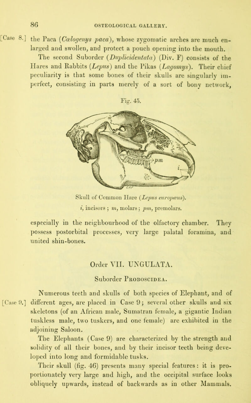 [Case 8.] tlie I’aca [Cadogenys yacd)^ whose zygomatic arches are much en- larged and swollen, and protect a pouch opening into the mouth. The second Suborder {Dujjlkidentata) (Div. F) consists of the Hares and Rabbits [Lepus) and the Pikas (Lagomys). Their chief peculiarity is that some bones of their skulls are singularly im- perfect, consisting in parts merely of a sort of bony network, Fig. 4o, Skull of Common Hare (Lepus eiiropreus). i, incisors ; m, molars; premolars. especially in the neighbourhood of the olfactory chamber. They ])Ossess postorbital processes, very large palatal foramina, and united shin-bones. Order VII. UNGULATA. Suborder Pkoboscidea. Numerous teeth and skulls of both species of Elephant, and of [Case 0.] different ages, are jilaced in Case 9; several other skulls and six skeletons (of an African male, Sumatran female, a gigantic Indian tuskless male, two tuskers, and one lemale) are exhibited in the adjoining Saloon. The Ele})hants (Case 9) are characterized by the strength and solidity of all their bones, and by their incisor teeth being deve- lo])cd into long and formidable tusks. Their skull (fig. 46) presents many special features : it is pro- ])orlioiiatcly very large and high, and the occipital surface looks obliquely upwards, instead of backwards as in other Mammals.