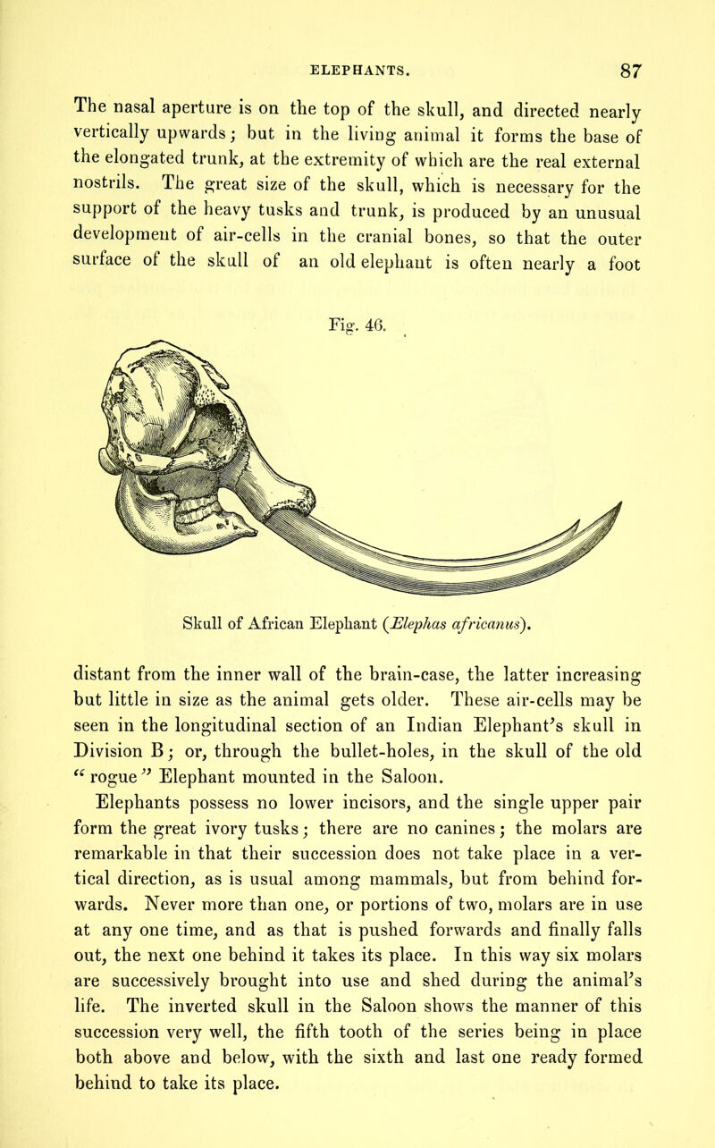 The nasal aperture is on the top of the skull, and directed nearly vertically upwards; but in the living animal it forms the base of the elongated trunk, at the extremity of which are the real external nostrils. The great size of the skull, which is necessary for the support of the heavy tusks and trunk, is produced by an unusual development of air-cells in the cranial bones, so that the outer surface of the skull of an old elephant is often nearly a foot Fig. 46. Skull of African Elephant (^Elephas africanus). distant from the inner wall of the brain-case, the latter increasing but little in size as the animal gets older. These air-cells may be seen in the longitudinal section of an Indian Elephant^s skull in Division B; or, through the bullet-holes, in the skull of the old rogue Elephant mounted in the Saloon. Elephants possess no lower incisors, and the single upper pair form the great ivory tusks; there are no canines; the molars are remarkable in that their succession does not take place in a ver- tical direction, as is usual among mammals, but from behind for- wards. Never more than one, or portions of two, molars are in use at any one time, and as that is pushed forwards and finally falls out, the next one behind it takes its place. In this way six molars are successively brought into use and shed during the animaFs life. The inverted skull in the Saloon shows the manner of this succession very well, the fifth tooth of the series being in place both above and below, with the sixth and last one ready formed behind to take its place.