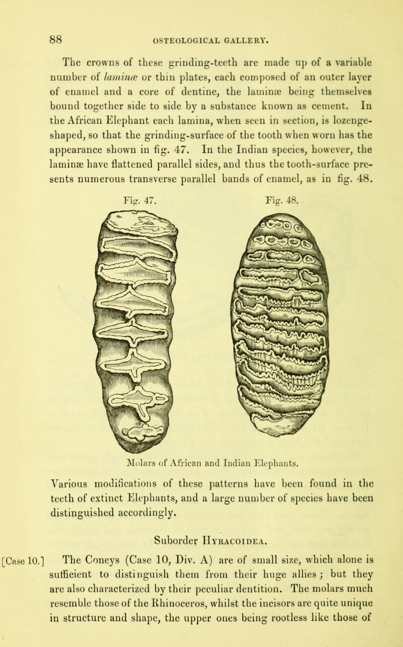The crowns of these grinding-teeth are made up of a variable number of lamime or thin ])lates, each composed of an outer layer of enamel and a core of dentine, the laminee being themselves bound together side to side by a substance known as cement. In the African Elephant each lamina, when seen in section, is lozenge- shaped, so that the grinding-surface of the tooth when worn has the appearance shown in fig. 47. In the Indian species, however, the laminae have flattened parallel sides, and thus the tooth-surface pre- sents numerous transverse parallel bands of enamel, as in fig. 48. Fi. 47. Fig. 48. Molars of African and Indian Elephants. Various modifications of these patterns have been found in the teeth of extinct Elephants, and a large number of species have been distinguished accordingly. Suborder IIyracoidea. [Case 10.] The Coneys (Case 10, Div. A) are of small size, which alone is sutficient to distinguish them from their huge allies; but they are also characterized by their peculiar dentition. The molars much resemble those of the Rhinoceros, whilst the incisors are quite unique in structure and shape, the upper ones being rootless like those of