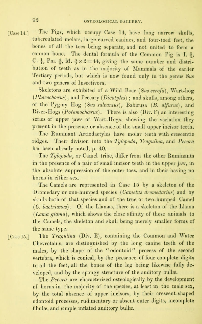 [Case 14.] The Pigs, which occuj)y Case 14, have long narrow skulls, tuherculated molars, large curved canines, and four-toed feet, the bones ot all the toes being separate, and not united to form a cannon bone. The dental formula of the Common Pig is I. C. Pm. M. I X 2 = 44, giving the same number and distri- bution of teeth as in the majority of Mammals of the earlier Tertiary periods, but which is now found only in the genus Stis and two genera of Insectivora. Skeletons are exhibited of a ’Wild Boar {Siis scrofa), Wart-hog {Phacochosrus), and Peccary [Dicotyles) ; and skulls, among others, of the Pygmy Hog [Sus salvanius), Babirusa (B. alfurus), and River-Hogs [Potamochcerus). There is also (Div. F) an interesting series of upper jaws of Wart-Hogs, showing the variation they present in the presence or absence of the small upper incisor teeth. The Ruminant Artiodactyles have molar teeth with crescentic ridges. Their division into the Tylopoda, Tragulina, and Pecora has been already noted, p. 40. The Tylopoda, or Camel tribe, differ from the other Ruminants in the presence of a pair of small incisor teeth in the upper jaw, in the absolute suppression of the outer toes, and in their having no horns in either sex. The Camels are represented in Case 15 by a skeleton of the Dromedary or one-humped species [Camelus dromedarius) and by skulls both of that species and of the true or two-humped Camel (C. bactrianiis). Of the Llamas, there is a skeleton of the Llama (Lama ylama), which shows the close affinity of these animals to the Camels, the skeleton and skull being merely smaller forms of the same type. [Case 15.] The Trayulina (Div. E), containing the Common and Water Chevrotains, are distinguished by the long canine teeth of the males, by the shape of the odontoid process of the second vertebra, which is conical, by the presence of four complete digits to all the feet, all the bones of the leg being likewise fully de- veloped, and by the spongy structure of the auditory bullae. The Pecora are characterized osteologically by the development of horns in the majority of the sj)ecies, at least in the male sex, by the total absence of upper incisors, by their crescent-shaped odontoid processes, rudimentary or absent outer digits, incomplete fibulae, and simple inflated auditory bullae.