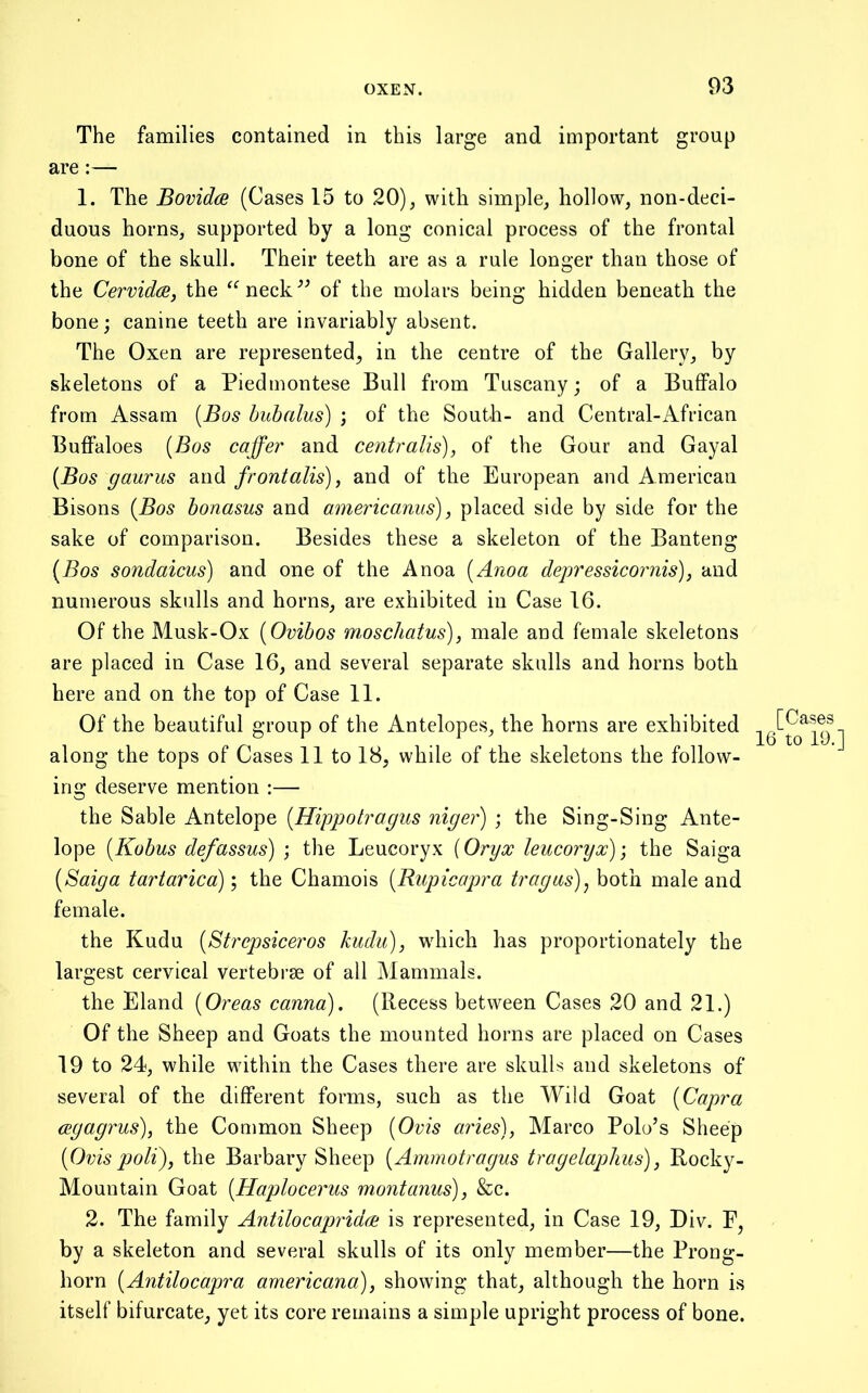 The families contained in this large and important group are:— 1. The Bovidce (Cases 15 to 20), with simple, hollow, non-deci- duous horns, supported by a long conical process of the frontal bone of the skull. Their teeth are as a rule longer than those of the Cervidce, the ^^neck^^ of the molars being hidden beneath the bone; canine teeth are invariably absent. The Oxen are represented, in the centre of the Gallery, by skeletons of a Piedmontese Bull from Tuscany; of a Buffalo from Assam [Bos buhalus) ; of the South- and Central-African Buffaloes [Bos caffer and centralis), of the Gour and Gayal [Bos gaurus and frontalis), and of the European and American Bisons [Bos honasus and americanus), placed side by side for the sake of comparison. Besides these a skeleton of the Banteng [Bos sondaicus) and one of the Anoa [Anoa depressicornis), and numerous skulls and horns, are exhibited in Case 16. Of the Musk-Ox [Ovibos moschatus), male and female skeletons are placed in Case 16, and several separate skulls and horns both here and on the top of Case 11. Of the beautiful group of the Antelopes, the horns are exhibited along the tops of Cases 11 to 18, while of the skeletons the follow- ing deserve mention :— the Sable Antelope [Hippotragus niger) ; the Sing-Sing Ante- lope [Kobus defassus) ; the Leucoryx (Oryx leucoryx); the Saiga [Saiga tartarica); the Chamois [Bupicapra tragas)^ both male and female. the Kudu [Strepsiceros kudu), wdiich has proportionately the largest cervical vertebrae of all Mammals. the Eland [Oreas canna). (Recess between Cases 20 and 21.) Of the Sheep and Goats the mounted horns are placed on Cases 19 to 24, while within the Cases there are skulls and skeletons of several of the different forms, such as the Wild Goat [Capra cegagrus), the Common Sheep [Ovis aries), Marco Polo’s Sheep [Ovis poll), the Barbary Sheep [Ammotragus tragelaplius), Rocky- Mountain Goat [Haplocerus montanus), &c. 2. The family Antilocapridue is represented, in Case 19, Div. F, by a skeleton and several skulls of its only member—the Prong- horn [Antilocapra americana), showing that, although the horn is itself bifurcate, yet its core remains a simple upright process of bone. [Cases 16 to 19.]