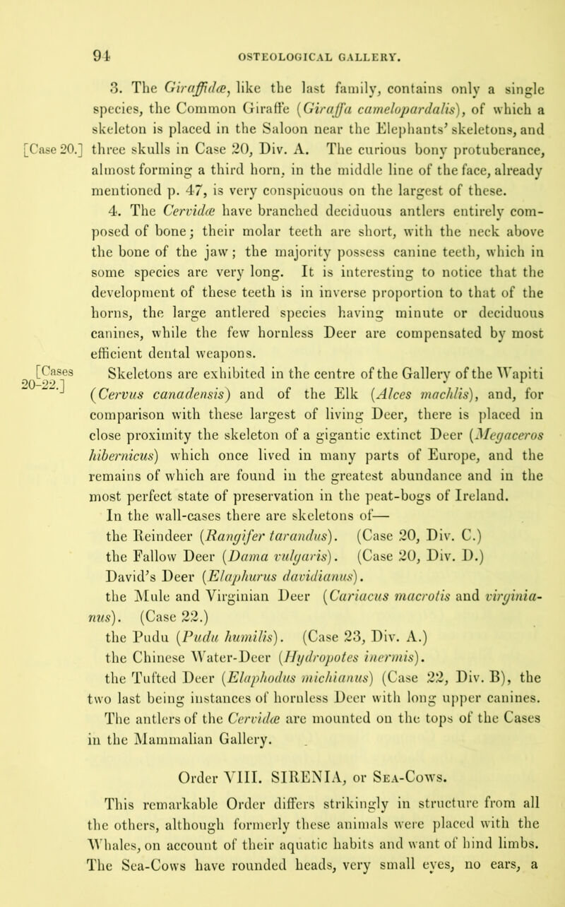 [Cases 20-22.] 3. The Giraffid(jey like the last family, contains only a single species, the Common Giraffe {Giraffa camelupardalis), of which a skeleton is placed in the Saloon near the Elephants^ skeletons, and [Case 20.] three skulls in Case 20, Eiv. A. The curious bony protuberance, almost forming a third horn, in the middle line of the face, already mentioned p. 47, is very conspicuous on the largest of these. 4. The Cervidce have branched deciduous antlers entirely com- posed of bone; their molar teeth are short, with the neck above the bone of the jaw; the majority possess canine teeth, which in some species are very long. It is interesting to notice that the development of these teeth is in inverse proportion to that of the horns, the large antlered species having minute or deciduous canines, while the few hornless Deer are compensated by most efficient dental weapons. Skeletons are exhibited in the centre of the Gallery of the Wapiti (^Cervus canadensis) and of the Elk (Alces machlis), and, for comparison with these largest of living Deer, there is ])laced in close proximity the skeleton of a gigantic extinct Deer [Megaceros hibernicus) which once lived in many parts of Europe, and the remains of which are found in the greatest abundance and in the most perfect state of preservation in the peat-bogs of Ireland. In the wall-cases there are skeletons of— the Ileindeer [Rangifer tarandus). (Case 20, Div. C.) the Fallow Deer {Dama vulgaris). (Case 20, Div. D.) David^s Deer [Ehiphurus davidianus). the ]\tule and Virginian Deer [Cariacus macrotis and virginia- nus). (Case 22.) the Pudu {Pudii humilis). (Case 23, Div. A.) the Chinese Water-Deer [Hijdropotes iuermis). the Tufted Deer [Elaphodiis michianus) (Case 22, Div. B), the two last being instances of hornless Deer with long up])er canines. The antlers of the Cervidce arc mounted on the tops of the Cases in the Mammalian Gallery. Order YIII. SIRENIA, or Sea-Cows. This remarkable Order differs strikingly in structure from all the others, although formerly these animals were ])laced with the AVhales, on account of their aquatic habits and want ot hind limbs. The Sea-Cows have rounded heads, very small eyes, no ears, a