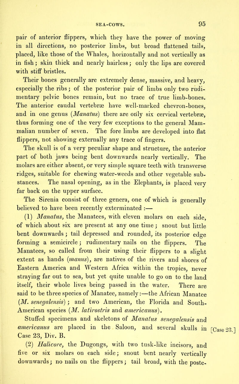 pair of anterior flippers, which they have the power of moving in all directions, no posterior limbs, but broad flattened tails, placed, like those of the Whales, horizontally and not vertically as in fish; skin thick and nearly hairless; only the lips are covered with stifi* bristles. Their bones generally are extremely dense, massive, and heavy, especially the ribs; of the posterior pair of limbs only two rudi- mentary pelvic bones remain, but no trace of true limb-bones. The anterior caudal vertebrae have well-marked chevron-bones, and in one genus [Manatus) there are only six cervical vertebrae, thus forming one of the very few exceptions to the general Mam- malian number of seven. The fore limbs are developed into flat flippers, not showing externally any trace of fingers. The skull is of a very peculiar shape and structure, the anterior part of both jaws being bent downwards nearly vertically. The molars are either absent, or very simple square teeth with transverse ridges, suitable for chewing water-weeds and other vegetable sub- stances. The nasal opening, as in the Elephants, is placed very far back on the upper surface. The Sirenia consist of three genera, one of which is generally believed to have been recently exterminated :— (1) Manatus, the Manatees, with eleven molars on each side, of which about six are present at any one time; snout but little bent downwards ; tail depressed and rounded, its posterior edge forming a semicircle; rudimentary nails on the flippers. The Manatees, so called from their using their flippers to a slight extent as hands {manus), are natives of the rivers and shores of Eastern America and Western Africa within the tropics, never straying far out to sea, but yet quite unable to go on to the land itself, their whole lives being passed in the water. There are said to be three species of Manatee, namely:—the African Manatee (M. senegalensis) ; and two American, the Florida and South- American species [M. latirostris and americanus), Stuffed specimens and skeletons of Manatus senegalensis and americanus are placed in the Saloon, and several skulls in Case 23, Div. B. (2) Halicore, the Dugongs, with two tusk-like incisors, and five or six molars on each side; snout bent nearly vertically downwards; no nails on the flippers; tail broad, with the poste- [Case 23.]