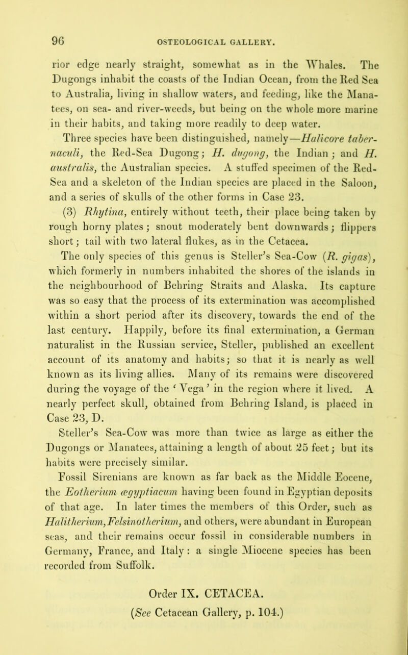 rior edge nearly straight, somewhat as in tlie Whales. The Dugongs inhabit the coasts of the Indian Ocean, from the Red Sea to Australia, living in shallow waters, and feeding, like the Mana- tees, on sea- and river-weeds, but being on the whole more marine in their habits, and taking more readily to deep water. Tliree species have been distinguished, namely—HaVicore taher- naciili, the Red-Sea Dugong; H. duyong, the Indian; and H. australis, the Australian species. A stuffed specimen of the Red- Sea and a skeleton of the Indian species are placed in the Saloon, and a series of skulls of the other forms in Case 23. (3) IViytina, entirely without teeth, their place being taken by rough horny plates ; snout moderately bent downwards; flippers short; tail with two lateral flukes, as in the Cetacea. The only species of this genus is Steller^s Sea-Cow [R. gigas), which formerly in numbers inhabited the shores of the islands iu the neighbourhood of Behring Straits and Alaska. Its capture was so easy that the process of its extermination was accomplished within a short period after its discovery, towards the end of the last century. HappilVj before its final extermination, a German naturalist in the Russian service, Steller, published an excellent account of its anatomy and habits; so that it is nearly as well known as its living allies. ]\lany of its remains were discovered during the voyage of the ^ A^ega ^ in the region where it lived. A nearly perfect skull, obtained from Behring Island, is placed iu Case 23, D. Steller^s Sea-Cow was more than twice as large as either the Dugongs or Manatees, attaining a length of about 25 feet; but its habits were precisely similar. Fossil Sirenians are known as far back as the Middle Eocene, the Eotherium cegijptiacum having been found in Egy[)tian deposits of that age. In later times the members of this Order, such as Halithernim,Felsinotherhim, and others, were abundant in European seas, and their remains occur fossil in considerable numbers in Germany, France, and Italy : a single Miocene species has been recorded from Suffolk. Order IX. CETACEA. [See Cetacean Gallery, p. 104.)