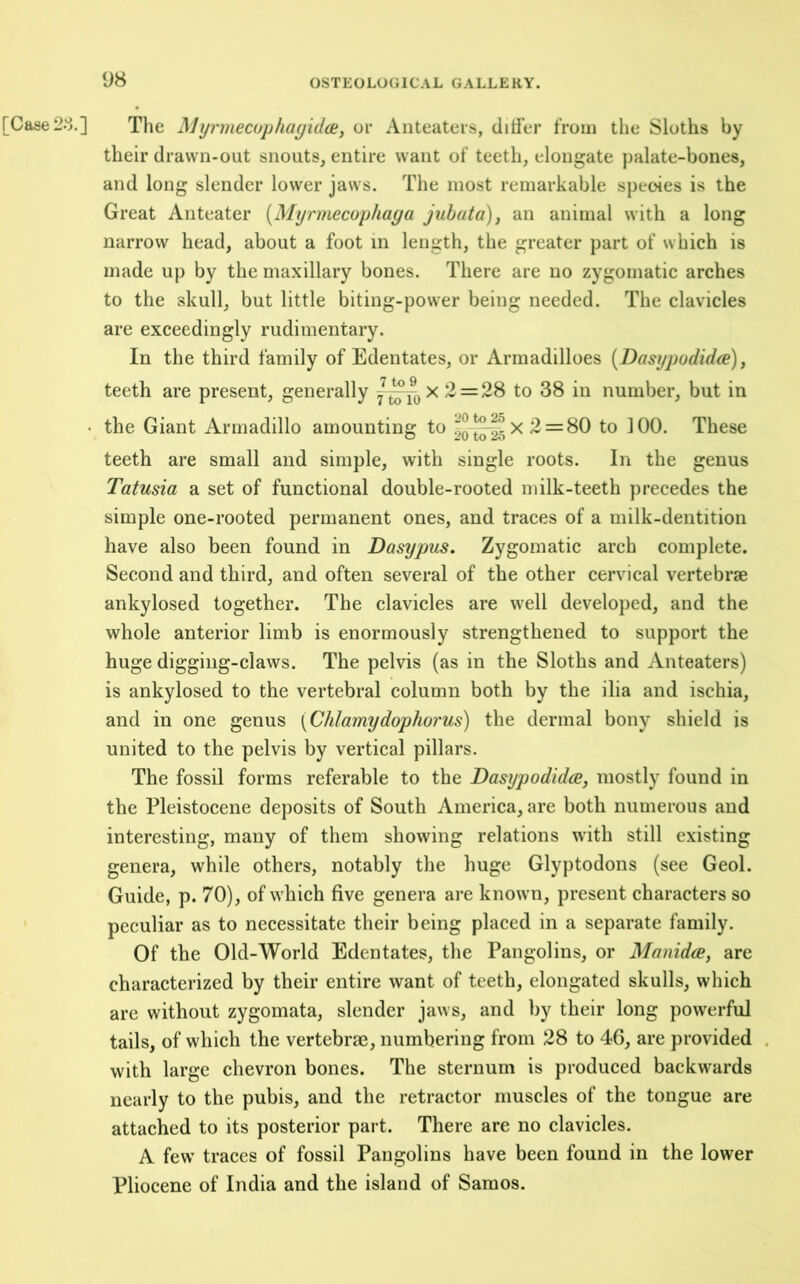 D8 [Case2o.] The Myrmecophayidoi, or Aiiteateis, diti'er from the Sloths by their drawn-out snouts, entire want of teeth, elongate })alate-bones, and long slender lower jaws. The most remarkable species is the Great Anteater (Myrmecophaya juhata), an animal with a long narrow head, about a foot in length, the greater part of which is made up by the maxillary bones. There are no zygomatic arches to the skull, but little biting-power being needed. The clavicles are exceedingly rudimentary. In the third family of Edentates, or Armadilloes {Dasypodidce), teeth are present, generally 2 = 28 to 38 in number, but in • the Giant Armadillo amounting to 2 = 80 to 100. These teeth are small and simple, with single roots. In the genus Tatusia a set of functional double-rooted milk-teeth precedes the simple one-rooted permanent ones, and traces of a milk-dentition have also been found in Dasypus, Zygomatic arch complete. Second and third, and often several of the other cervical vertebrae ankylosed together. The clavicles are well developed, and the whole anterior limb is enormously strengthened to support the huge digging-claws. The pelvis (as in the Sloths and Anteaters) is ankylosed to the vertebral column both by the ilia and ischia, and in one genus [Chlamydophorus) the dermal bony shield is united to the pelvis by vertical pillars. The fossil forms referable to the Dasypodida, mostly found in the Pleistocene deposits of South America, are both numerous and interesting, many of them showing relations with still existing genera, while others, notably the huge Glyptodons (see Geol. Guide, p. 70), of which five genera are known, present characters so peculiar as to necessitate their being placed in a separate family. Of the Old-World Edentates, the Pangolins, or Manidce, are characterized by their entire want of teeth, elongated skulls, which are without zygomata, slender jaws, and by their long powerful tails, of which the vertebrae, numbering from 28 to 46, are provided with large chevron bones. The sternum is produced backwards nearly to the pubis, and the retractor muscles of the tongue are attached to its posterior part. There are no clavicles. A few traces of fossil Pangolins have been found in the lower Pliocene of India and the island of Samos.