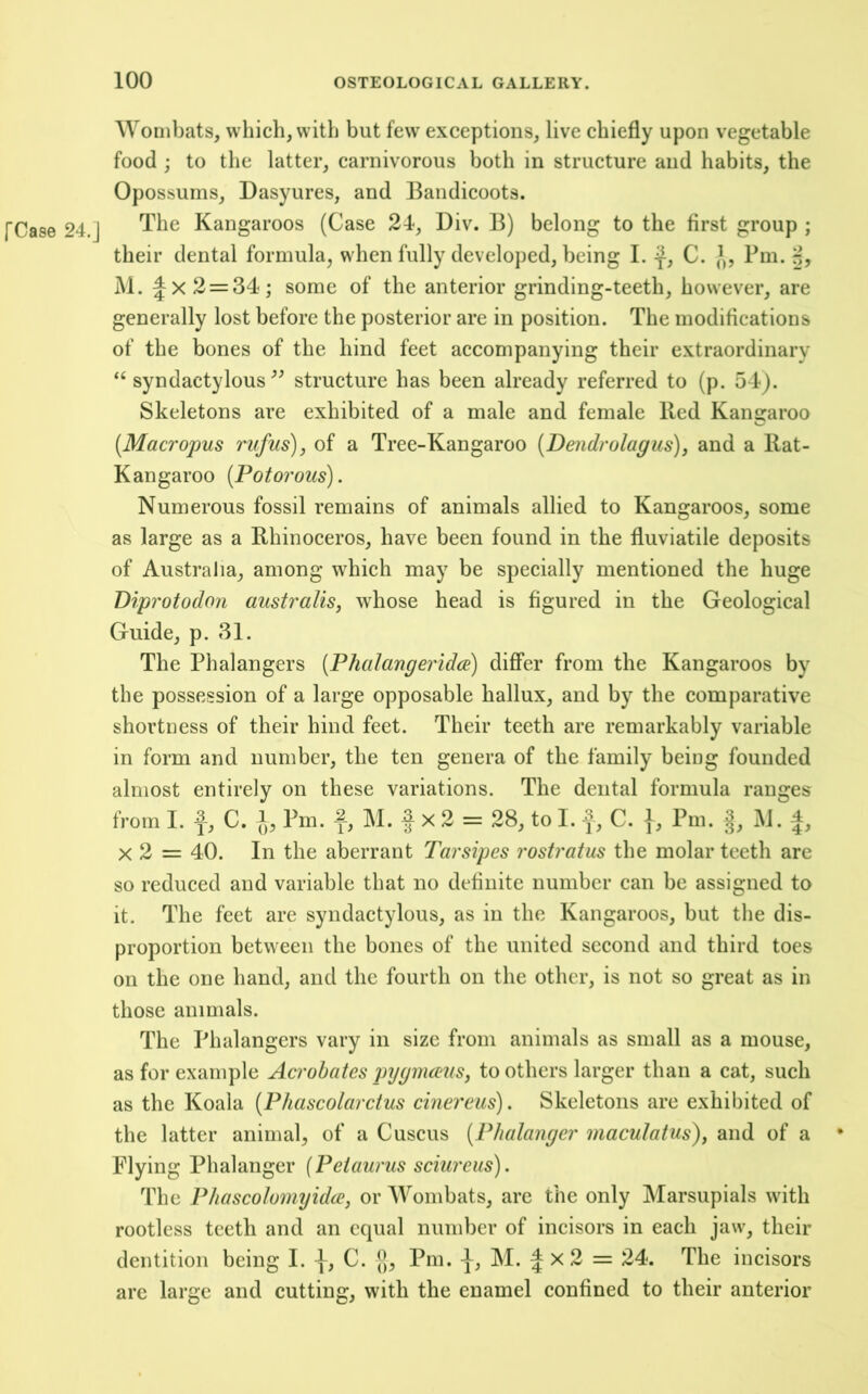 [Case 24,J Wombats, which, with but few exceptions, live chiefly upon vegetable food ; to the latter, carnivorous both in structure and habits, the Opossums, Dasyures, and Bandicoots. The Kangaroos (Case 24, Div. B) belong to the first group ; their dental formula, when fully developed, being I. C. Pm. r!, M. ^x2 = 34; some of the anterior grinding-teeth, however, are generally lost before the posterior are in position. The modifications of the bones of the hind feet accompanying their extraordinary “ syndactylous structure has been already referred to (p. 54). Skeletons ai*e exhibited of a male and female Red Kangaroo {Macropus rufus), of a Tree-Kangaroo {Dendrolagus), and a Rat- Kangaroo [Potorous). Numerous fossil remains of animals allied to Kangaroos, some as large as a Rhinoceros, have been found in the fluviatile deposits of Australia, among which may be specially mentioned the huge Viprotodon australis, whose head is figured in the Geological Guide, p. 31. The Phalangers [PhalangeridcP) differ from the Kangaroos by the possession of a large opposable hallux, and by the comparative shortness of their hind feet. Their teeth are remarkably variable in form and number, the ten genera of the family being founded almost entirely on these variations. The dental formula ranges from I. f, C. 1, Pm. f, M. f x 2 = 28, to I. f, C. |, Pm. M. |, X 2 = 40. In the aberrant Tarsipes rostratus the molar teeth are so reduced and variable that no definite number can be assigned to it. The feet are syndactylous, as in the Kangaroos, but the dis- proportion between the bones of the united second and third toes on the one hand, and the fourth on the other, is not so great as in those animals. The Phalangers vary in size from animals as small as a mouse, as for example Acrohatespygmams, toothers larger than a cat, such as the Koala {Phascolarctus cinereus). Skeletons are exhibited of the latter animal, of a Cuscus [Phalanger maculatus), and of a Flying Phalanger {Petaurus sciureus). The Pliascolomyidce, or Wombats, arc the only Marsupials with rootless teeth and an equal number of incisors in each jaw, their dentition being I. C. j], Pm. M. | x 2 = 24. The incisors are large and cutting, with the enamel confined to their anterior