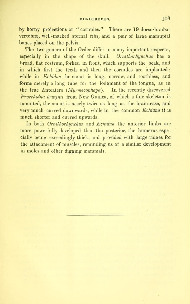 by horny projections or “ cornules/^ There are 19 dorso-lumbar vertebrse^ well-marked sternal ribs^ and a pair of large marsupial bones placed on the pelvis. The two genera of the Order differ in many important respects, especially in the shape of the skull. Ornithorhynchus has a broad, fiat rostrum, forked in front, which supports the beak, and in which first the teeth and then the cornules are implanted; while in Echidna the snout is long, narrow, and toothless, and forms merely a long tube for the lodgment of the tongue, as in the true Anteaters (Myrmecophaga). In the recently discovered Froechidna bruijnii from New Guinea, of which a fine skeleton is mounted, the snout is nearly twice as long as the brain-case,' and very much curved downwards, while in the common Echidna it is much shorter and curved upwards. In both Ornithorhynchus and Echidna the anterior limbs are more powerfully developed than the posterior, the humerus espe- cially being exceedingly thick, and provided with large ridges for the attachment of muscles, reminding us of a similar development in moles and other digging mammals.