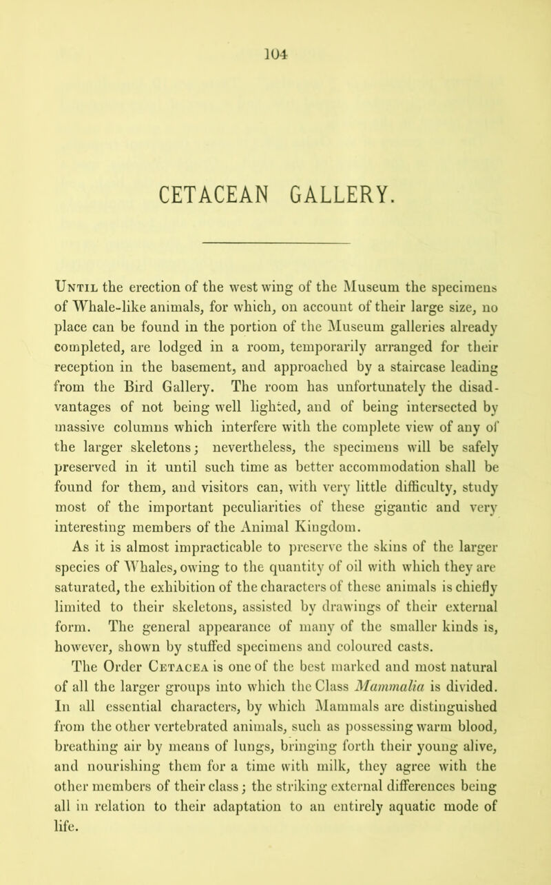 CETACEAN GALLERY. Until the erection of the west wing of the Museum the specimeus of Whale-like animals, for which, on account of their large size, no place can be found in the portion of the Museum galleries already completed, are lodged in a room, temporarily arranged for their reception in the basement, and approached by a staircase leading from the Bird Gallery. The room has unfortunately the disad- vantages of not being well lighted, and of being intersected by massive columns which interfere with the complete view of any of the larger skeletons; nevertheless, the specimens will be safely preserved in it until such time as better accommodation shall be found for them, and visitors can, with very little difficulty, study most of the important peculiarities of these gigantic and very interesting members of the Animal Kingdom. As it is almost impracticable to preserve the skins of the larger species of Whales, owing to the quantity of oil with which they are saturated, the exhibition of the characters of these animals is chiefly limited to their skeletons, assisted by drawings of their external form. The general ap])earance of many of the smaller kinds is, however, shown by stuffed specimens and coloured casts. The Order Cetacea is one of the best marked and most natural of all the larger groups into which the Class Mammalia is divided. In all essential characters, by which Mammals are distinguished from the other vertebrated animals, such as possessing warm blood, breathing air by means of lungs, bringing forth their young alive, and nourishing them for a time with milk, they agree with the other members of their class; the striking external differences being all in relation to their adaptation to an entirely aquatic mode of life.