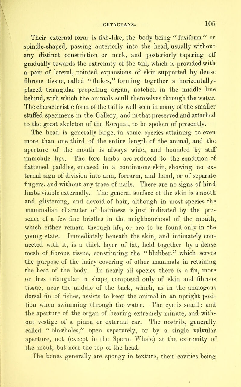 Their external form is fish-like, the body being fusiform or spindle-shaped, passing anteriorly into the head, usually without any distinct constriction or neck, and posteriorly tapering off gradually towards the extremity of the tail, which is provided with a pair of lateral, pointed expansions of skin supported by dense fibrous tissue, called “fiukes,^^ forming together a horizontally- placed triangular propelling organ, notched in the middle line behind, with which the animals scull themselves through the water. The characteristic form of the tail is well seen in many of the smaller stuffed specimens in the Gallery, and in that preserved and attached to the great skeleton of the Rorqual, to be spoken of presently. The head is generally large, in some species attaining to even more than one third of the entire length of the animal, and the aperture of the mouth is always wide, and bounded by stiff immobile lips. The fore limbs are reduced to the condition of fiattened paddles, encased in a continuous skin, showing no ex- ternal sign of division into arm, forearm, and hand, or of separate fingers, and without any trace of nails. There are no signs of hind limbs visible externally. The general surface of the skin is smooth and glistening, and devoid of hair, although in most species the mammalian character of hairiness is just indicated by the pre- sence of a few fine bristles in the neighbourhood of the mouth, which either remain through life, or are to be found only in the young state. Immediately beneath the skin, and intimately con- nected with it, is a thick layer of fat, held together by a dense mesh of fibrous tissue, constituting the blubber/^ which serves the purpose of the hairy covering of other mammals in retaining the heat of the body. In nearly all species there is a fin, more or less triangular in shape, composed only of skin and fibrous tissue, near the middle of the back, which, as in the analogous dorsal fin of fishes, assists to keep the animal in an upright posi- tion when swimming through the water. The eye is small; and the aperture of the organ of hearing extremely minute, and with- out vestige of a pinna or external ear. The nostrils, generally called blowholes,^^ open separately, or by a single valvular aperture, not (except in the Sperm Whale) at the extremity of the snout, but near the top of the head. The bones generally are spongy in texture, their cavities being