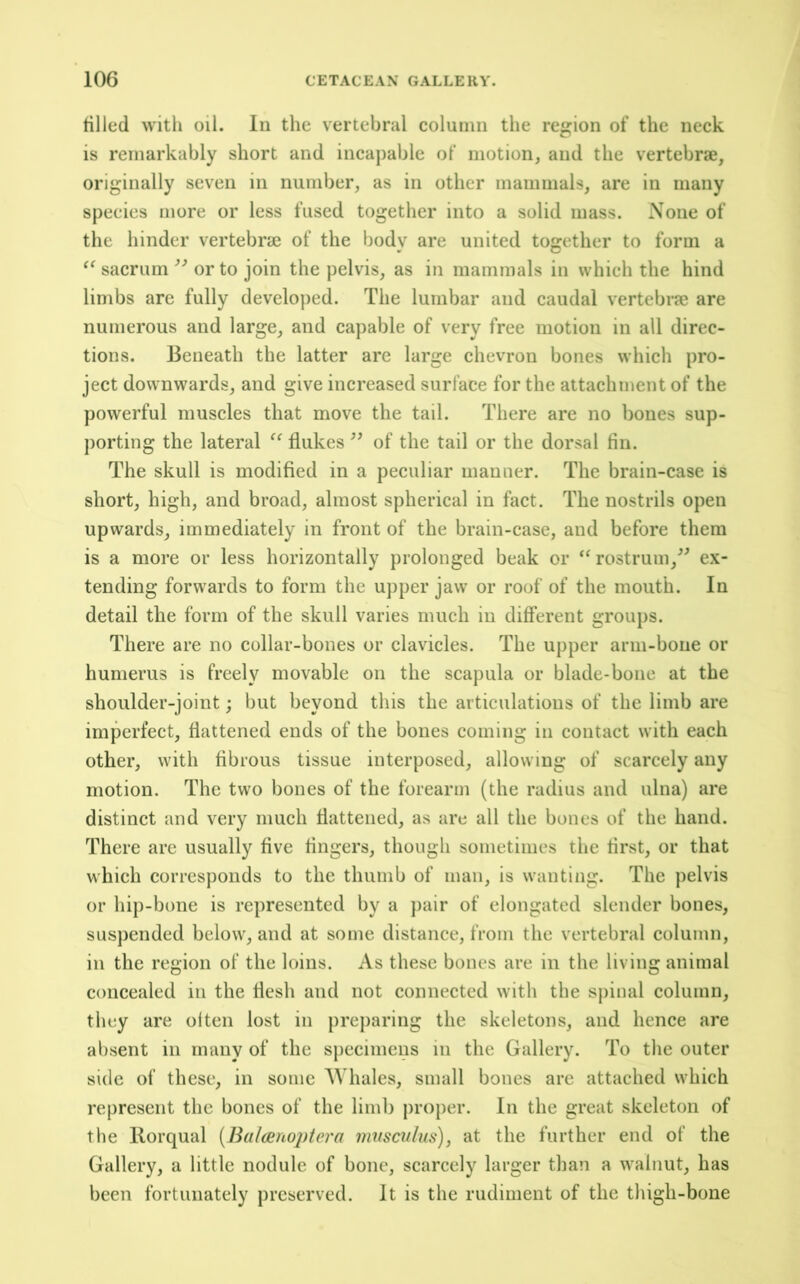 filled with oil. In the vertebral column the region of the neck is remarkably short and inca])able of motion, and the vertebrae, originally seven in number, as in other mammals, are in many species more or less fused together into a solid mass. None of the hinder vertebrae of the body are united together to form a “ sacrum or to join the pelvis, as in mammals in which the hind limbs are fully developed. The lumbar and caudal vertebrae are numerous and large, and capable of very free motion in all direc- tions. Beneath the latter are large chevron bones which pro- ject downwards, and give increased surface for the attachment of the powerful muscles that move the tail. There are no bones sup- porting the lateral “ flukes ” of the tail or the dorsal fin. The skull is modified in a peeuliar manner. The brain-case is short, high, and broad, almost spherical in fact. The nostrils open upwards, immediately in front of the brain-case, and before them is a more or less horizontally prolonged beak or rostrum,ex- tending forwards to form the upper jaw or roof of the mouth. In detail the form of the skull varies much in different groups. There are no collar-bones or clavicles. The upper arm-bone or humerus is freely movable on the scapula or blade-bone at the shoulder-joint; but beyond this the articulations of the limb are imperfect, flattened ends of the bones coming in contact with each other, with fibrous tissue interposed, allowing of scarcely any motion. The two bones of the forearm (the radius and ulna) are distinct and very much flattened, as are all the bones of the hand. There are usually five fingers, though sometimes the first, or that which corresponds to the thumb of man, is wanting. The pelvis or hip-bone is represented by a pair of elongated slender bones, suspended below, and at some distance, from the vertebral eolumn, in the region of the loins. As these bones are in the living animal concealed in the flesh and not connected with the spinal column, they are olten lost in preparing the skeletons, and hence are absent in many of the sj)ecimeus in the Gallery. To the outer side of these, in some AVhales, small bones are attached which represent the bones of the limb proper. In the great skeleton of the Rorqual (Balcenopiei'a mysciihis), at the further end of the Gallery, a little nodule of bone, scarcely larger than a walnut, has been fortunately preserved. It is the rudiment of the thigh-bone