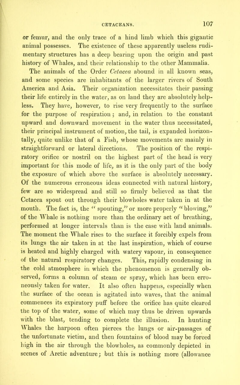 or femur, and the only trace of a hind limb which this gigantic animal possesses. The existence of these apparently useless rudi- mentary structures has a deep bearing upon the origin and past history of Whales, and their relationship to the other Mammalia. The animals of the Order Cetacea abound in all known seas, and some species are inhabitants of the larger rivers of South America and Asia. Their organization necessitates their passing their life entirely in the water, as on land they are absolutely help- less. They have, however, to rise very frequently to the surface for the purpose of respiration; and, in relation to the constant upward and downward movement in the water thus necessitated, their principal instrument of motion, the tail, is expanded horizon- tally, quite unlike that of a Fish, whose movements are mainly in straightforward or lateral directions. The position of the respi- ratory orifice or nostril on the highest part of the head is very important for this mode of life, as it is the only part of the body the exposure of which above the surface is absolutely necessary. Of the numerous erroneous ideas connected with natural history, few are so widespread and still so firmly believed as that the Cetacea spout out through their blowholes water taken in at the mouth. The fact is, the spouting,^^ or more properly blowing,” of the M^hale is nothing more than the ordinary act of breathing, performed at longer intervals than is the case with land animals. The moment the Whale rises to the surface it forcibly expels from its lungs the air taken in at the last inspiration, which of course is heated and highly charged with watery vapour, in consequence of the natural respiratory changes. This, rapidly condensing in the cold atmosphere in which the phenomenon is generally ob- served, forms a column of steam or spray, which has been erro- neously taken for water. It also often happens, especially when the surface of the ocean is agitated into waves, that the animal commences its expiratory puff before the orifice has quite cleared the top of the water, some of which may thus be driven upwards with the blast, tending to complete the illusion. In hunting Whales the harpoon often pierces the lungs or air-passages of the unfortunate victim, and then fountains of blood may be forced high in the air through the blowholes, as commonly depicted in scenes of Arctic adventure; but this is nothing more (allowance