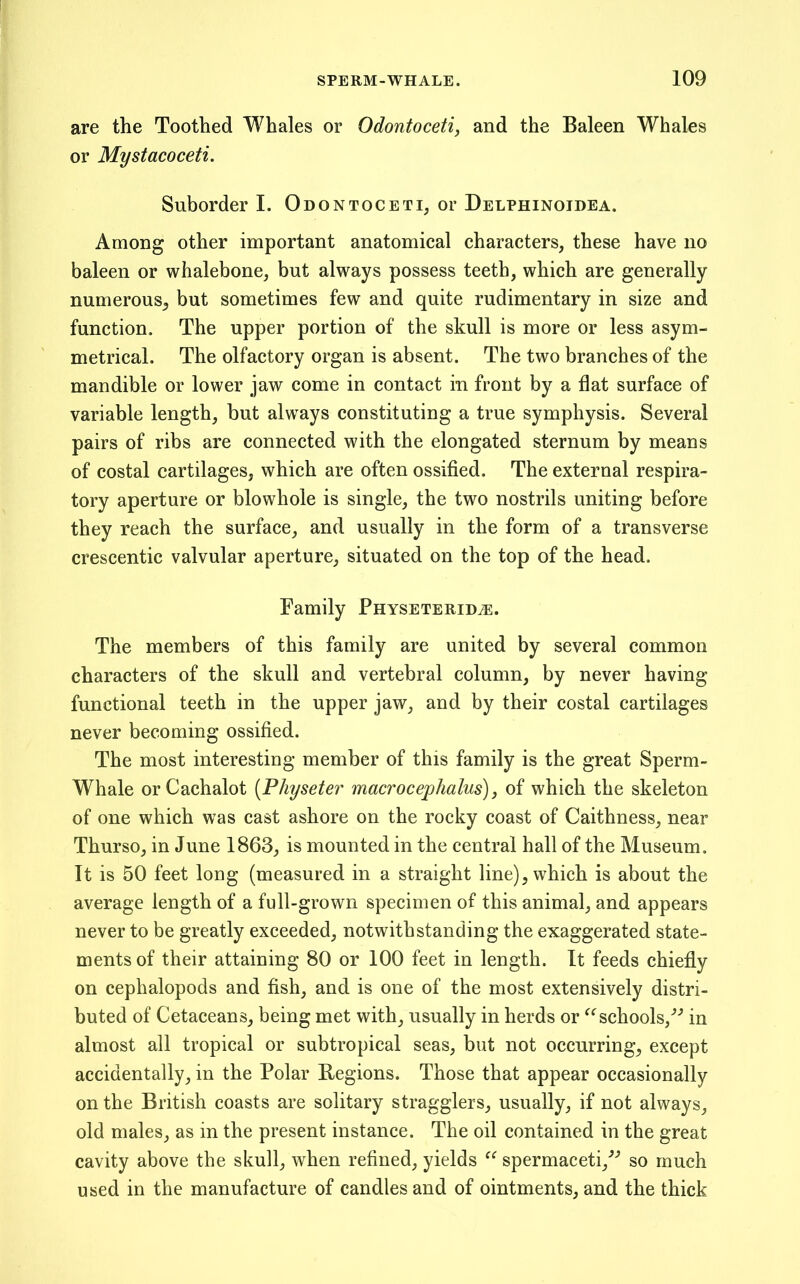 are the Toothed Whales or Odontoceti, and the Baleen Whales or Mystacoceti. Suborder I. Odontoceti, or Delphinoidea. Among other important anatomical characters, these have no baleen or whalebone, but always possess teeth, which are generally numerous^ but sometimes few and quite rudimentary in size and function. The upper portion of the skull is more or less asym- metrical. The olfactory organ is absent. The two branches of the mandible or lower jaw come in contact in front by a flat surface of variable length, but always constituting a true symphysis. Several pairs of ribs are connected with the elongated sternum by means of costal cartilages, which are often ossified. The external respira- tory aperture or blowhole is single, the two nostrils uniting before they reach the surface, and usually in the form of a transverse crescentic valvular aperture, situated on the top of the head. Family Physeterid^. The members of this family are united by several common characters of the skull and vertebral column, by never having functional teeth in the upper jaw, and by their costal cartilages never becoming ossified. The most interesting member of this family is the great Sperm- Whale or Cachalot {Physeter macrocephalus), of which the skeleton of one which was cast ashore on the rocky coast of Caithness, near Thurso, in June 1863, is mounted in the central hall of the Museum. It is 50 feet long (measured in a straight line), which is about the average length of a full-grown specimen of this animal, and appears never to be greatly exceeded, notwithstanding the exaggerated state- ments of their attaining 80 or 100 feet in length. It feeds chiefly on cephalopods and fish, and is one of the most extensively distri- buted of Cetaceans, being met with, usually in herds or schools,'’-’ in almost all tropical or subtropical seas, but not occurring, except accidentally, in the Polar Regions. Those that appear occasionally on the British coasts are solitary stragglers, usually, if not always, old males, as in the present instance. The oil contained in the great cavity above the skull, when refined, yields spermaceti,^-’ so much used in the manufacture of candles and of ointments, and the thick