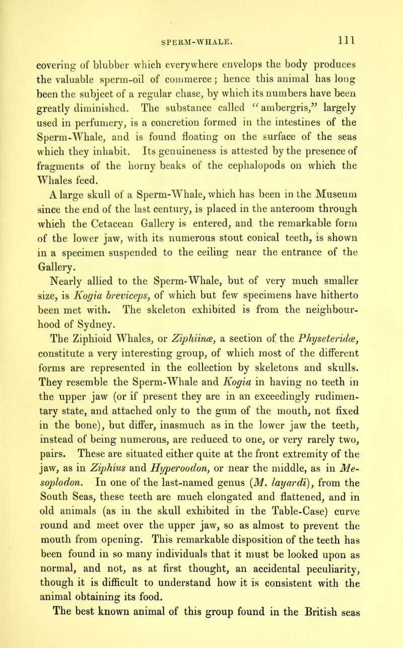 covering of blubber which everywhere envelops the body produces the valuable sperm-oil of commerce; hence this animal has long been the subject of a regular chase^ by which its numbers have been greatly diminished. The substance called ambergris,” largely used in perfumery, is a concretion formed in the intestines of the Sperm-Whale, and is found floating on the surface of the seas which they inhabit. Its genuineness is attested by the presence of fragments of the horny beaks of the cephalopods on which the Whales feed. A large skull of a Sperm-Whale, which has been in the Museum since the end of the last century, is placed in the anteroom through which the Cetacean Gallery is entered, and the remarkable form of the lower jaw, with its numerous stout conical teeth, is shown in a specimen suspended to the ceiling near the entrance of the Gallery. Nearly allied to the Sperm-Whale, but of very much smaller size, is Kogia hreviceps^ of which but few specimens have hitherto been met with. The skeleton exhibited is from the neighbour- hood of Sydney. The Ziphioid Whales, or ZiphiiruB, a section of the Physeteridce, constitute a very interesting group, of which most of the different forms are represented in the collection by skeletons and skulls. They resemble the Sperm-Whale and Kogia in having no teeth in the upper jaw (or if present they are in an exceedingly rudimen- tary state, and attached only to the gum of the mouth, not fixed in the bone), but differ, inasmuch as in the lower jaw the teeth, instead of being numerous, are reduced to one, or very rarely two, pairs. These are situated either quite at the front extremity of the jaw, as in Ziphius and Hyperoodon, or near the middle, as in Me- soplodon. In one of the last-named genus {M. layardi)^ from the South Seas, these teeth are much elongated and flattened, and in old animals (as in the skull exhibited in the Table-Case) curve round and meet over the upper jaw, so as almost to prevent the mouth from opening. This remarkable disposition of the teeth has been found in so many individuals that it must be looked upon as normal, and not, as at first thought, an accidental peculiarity, though it is difficult to understand how it is consistent with the animal obtaining its food. The best known animal of this group found in the British seas