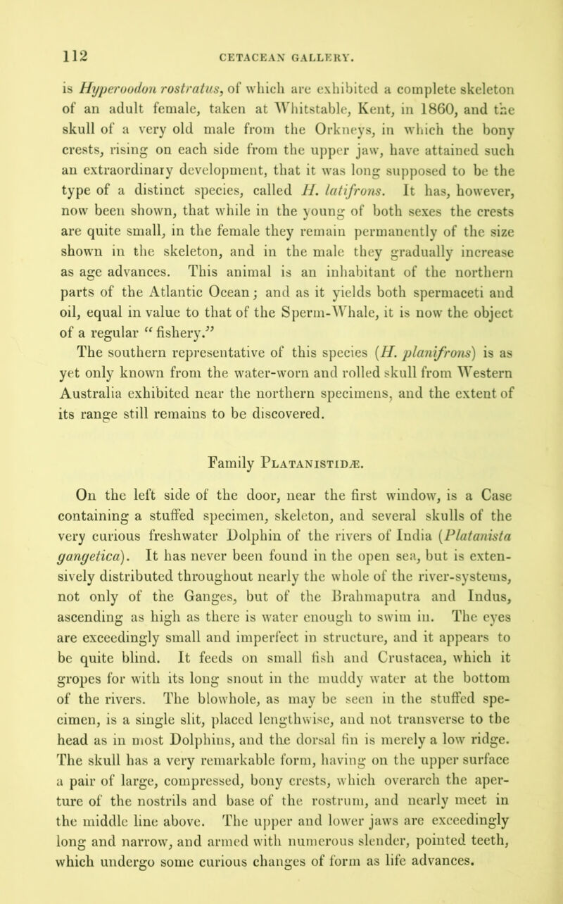 is Hyperoodon rostratus, of which are exhibited a complete skeleton of an adult female, taken at Whitstable, Kent, in 1860, and the skull of a very old male from the Orkneys, in wliich the bony crests, rising on each side from the uj)per jaw, have attained such an extraordinary development, that it was long supposed to be the type of a distinct species, called H. latifrons. It has, however, now been shown, that while in the young of both sexes the crests are quite small, in the female they remain permanently of the size shown in the skeleton, and in the male they gradually increase as age advances. This animal is an inhabitant of the northern parts of the Atlantic Ocean; and as it yields both spermaceti and oil, equal in value to that of the Sperm-Whale, it is now the object of a regular “ fishery.^^ The southern representative of this species (H. planifrons) is as yet only known from the water-worn and rolled skull from Western Australia exhibited near the northern specimens, and the extent of its range still remains to be discovered. Family Platanistid^e. On the left side of the door, near the first window, is a Case containing a stuffed specimen, skeleton, and several skulls of the very curious freshwater Dolphin of the rivers of India [Platanista gangetica). It has never been found in the open sea, but is exten- sively distributed throughout nearly the whole of the river-systems, not only of the Ganges, but of the Ilrahmaputra and Indus, ascending as high as there is water enough to swim in. The eyes are exceedingly small and imperfect in structure, and it appears to be quite blind. It feeds on small fish and Crustacea, which it gropes for with its long snout in the muddy water at the bottom of the rivers. The blowhole, as may be seen in the stuffed spe- cimen, is a single slit, placed lengthwise, and not transverse to the head as in most Dol])hins, and tlie dorsal fin is merely a low ridge. The skull has a very remarkable form, having on the upper surface a pair of large, compressed, bony crests, which overarch the aper- ture of the nostrils and base of the rostrum, and nearly meet in the middle line above. The upper and lower jaws arc exceedingly long and narrow, and armed with numerous slender, pointed teeth, which undergo some curious changes of form as life advances.