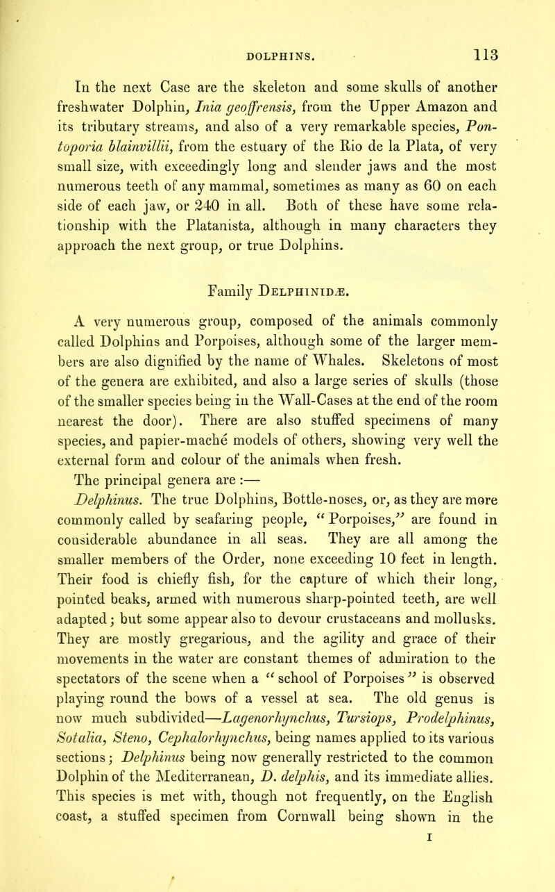 In the next Case are the skeleton and some skulls of another freshwater Dolphin, Inia geojfrensis, from the Upper Amazon and its tributary streams, and also of a very remarkable species, Pon- toporia blainvillii, from the estuary of the Rio de la Plata, of very small size, with exceedingly long and slender jaws and the most numerous teeth of any mammal, sometimes as many as 60 on each side of each jaw, or 240 in all. Both of these have some rela- tionship with the Platanista, although in many characters they approach the next group, or true Dolphins. Family Delphintd^. A very numerous group, composed of the animals commonly called Dolphins and Porpoises, although some of the larger mem- bers are also dignified by the name of Whales. Skeletons of most of the genera are exhibited, and also a large series of skulls (those of the smaller species being in the Wall-Cases at the end of the room nearest the door). There are also stuffed specimens of many species, and papier-mache models of others, showing very well the external form and colour of the animals when fresh. The principal genera are :— Delphinus. The true Dolphins, Bottle-noses, or, as they are more commonly called by seafaring people, Porpoises,'’^ are found in considerable abundance in all seas. They are all among the smaller members of the Order, none exceeding 10 feet in length. Their food is chiefly fish, for the capture of which their long, pointed beaks, armed with numerous sharp-pointed teeth, are well adapted; but some appear also to devour crustaceans and mollusks. They are mostly gregarious, and the agility and grace of their movements in the water are constant themes of admiration to the spectators of the scene when a ‘‘ school of Porpoises is observed playing round the bows of a vessel at sea. The old genus is now much subdivided—Lagenorhynchus, Tursiops, Pi'odelphinusj Sotalia, Stem, Cephalorhynchus, being names applied to its various sections; Delphinus being now generally restricted to the common Dolphin of the Mediterranean, D. delphis, and its immediate allies. This species is met with, though not frequently, on the English coast, a stuffed specimen from Cornwall being shown in the I