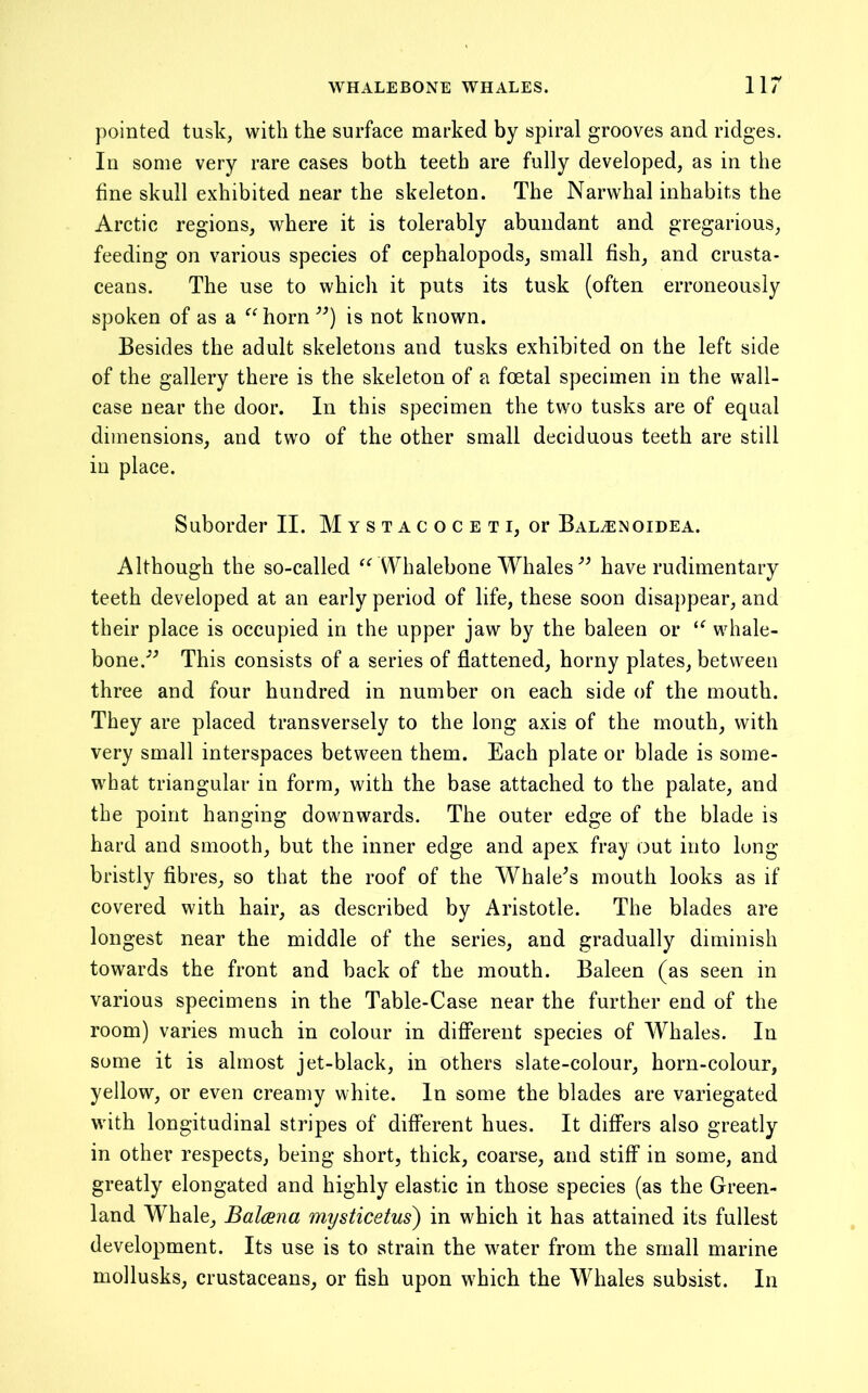 pointed tusk, with the surface marked by spiral grooves and ridges. In some very rare cases both teeth are fully developed, as in the line skull exhibited near the skeleton. The Narwhal inhabits the Arctic regions, where it is tolerably abundant and gregarious, feeding on various species of cephalopods, small fish, and crusta- ceans. The use to which it puts its tusk (often erroneously spoken of as a ^^horn^^) is not known. Besides the adult skeletons and tusks exhibited on the left side of the gallery there is the skeleton of a foetal specimen in the wall- case near the door. In this specimen the two tusks are of equal dimensions, and two of the other small deciduous teeth are still in place. Suborder II. M y s t a c o c e t i, or Bal^noidea. Although the so-called \¥halebone Whales have rudimentary teeth developed at an early period of life, these soon disappear, and their place is occupied in the upper jaw by the baleen or whale- bone.’^ This consists of a series of flattened, horny plates, between three and four hundred in number on each side of the mouth. They are placed transversely to the long axis of the mouth, with very small interspaces between them. Each plate or blade is some- what triangular in form, with the base attached to the palate, and the point hanging downwards. The outer edge of the blade is hard and smooth, but the inner edge and apex fray out into long bristly flbres, so that the roof of the Whale’s mouth looks as if covered with hair, as described by Aristotle. The blades are longest near the middle of the series, and gradually diminish towards the front and back of the mouth. Baleen (as seen in various specimens in the Table-Case near the further end of the room) varies much in colour in dififerent species of Whales. In some it is almost jet-black, in others slate-colour, horn-colour, yellow, or even creamy white. In some the blades are variegated with longitudinal stripes of different hues. It differs also greatly in other respects, being short, thick, coarse, and stiff in some, and greatly elongated and highly elastic in those species (as the Green- land Whale, Balana mysticetus) in which it has attained its fullest development. Its use is to strain the water from the small marine mollusks, crustaceans, or fish upon wEich the Whales subsist. In